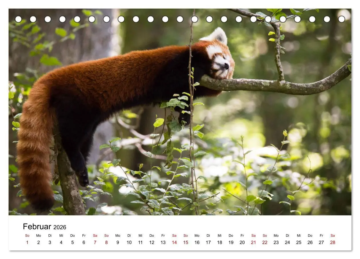 Bild: 9783457727812 | Rote Pandas - geschickte Kletterer (Tischkalender 2026 DIN A5...