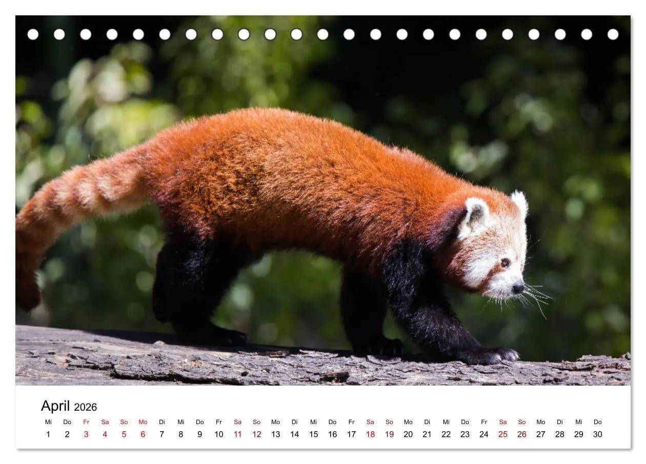 Bild: 9783457727812 | Rote Pandas - geschickte Kletterer (Tischkalender 2026 DIN A5...