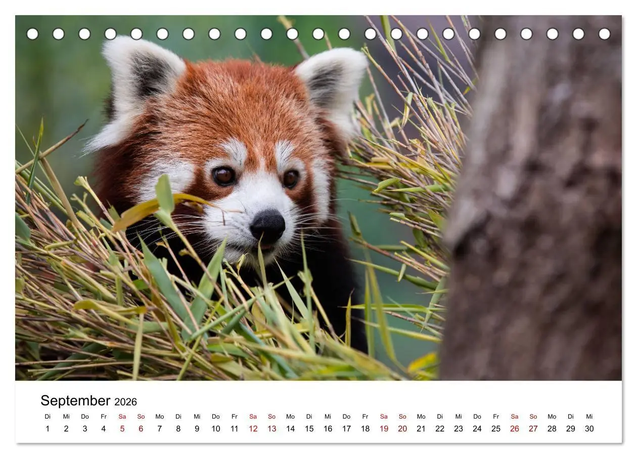 Bild: 9783457727812 | Rote Pandas - geschickte Kletterer (Tischkalender 2026 DIN A5...