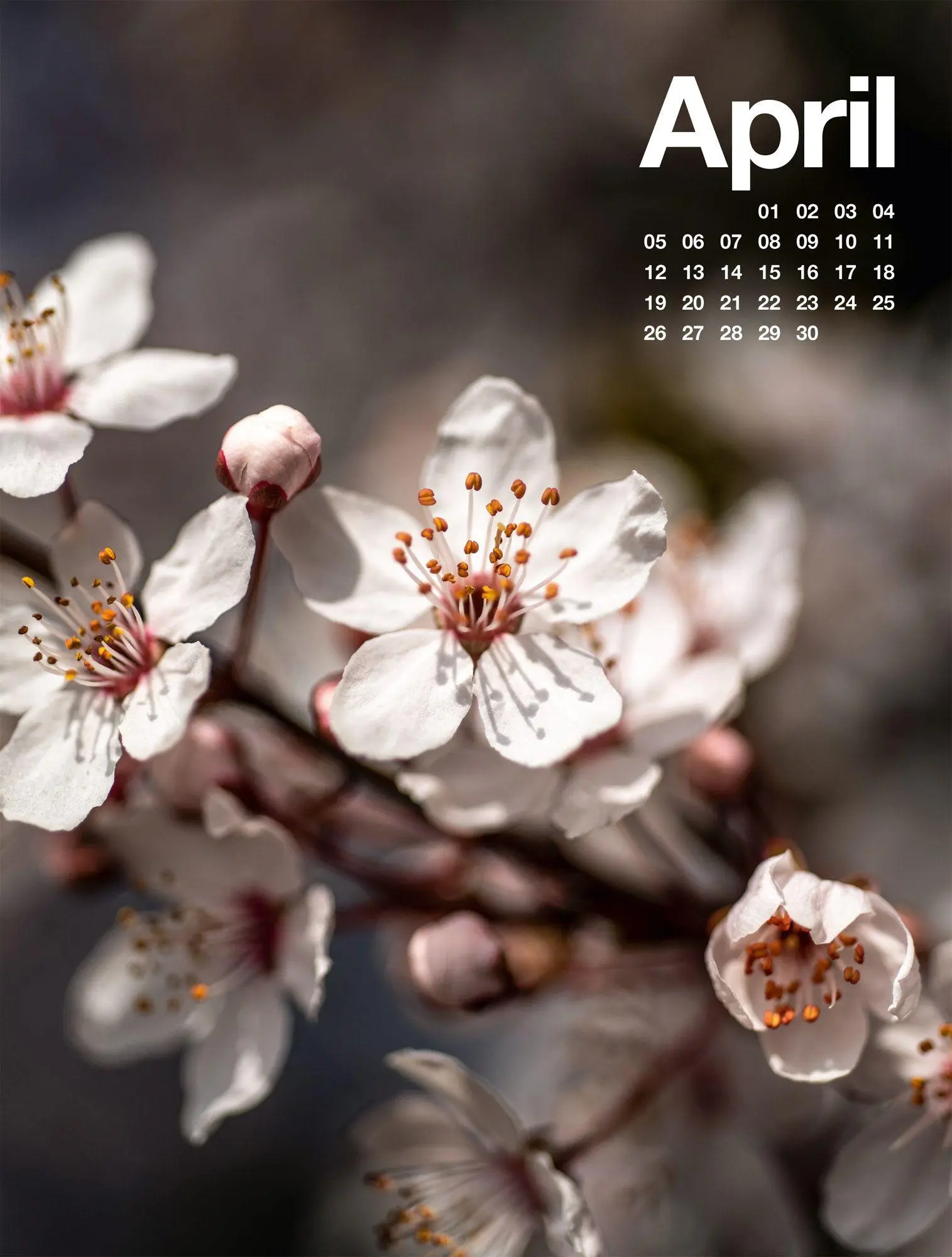 Bild: 9783838427812 | Frühling, Sommer, Herbst &amp; Winter Kalender 2027 | GmbH | Kalender