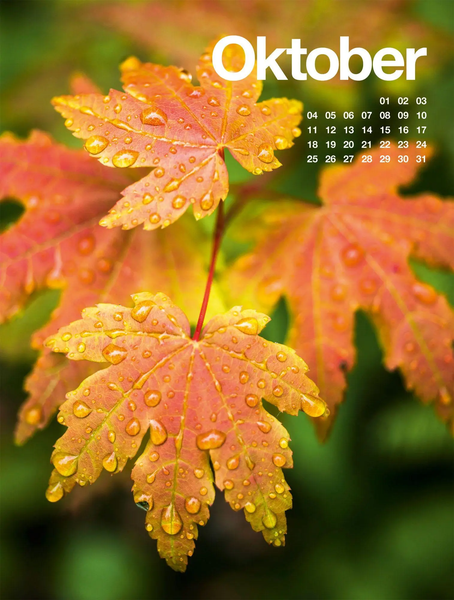 Bild: 9783838427812 | Frühling, Sommer, Herbst &amp; Winter Kalender 2027 | GmbH | Kalender