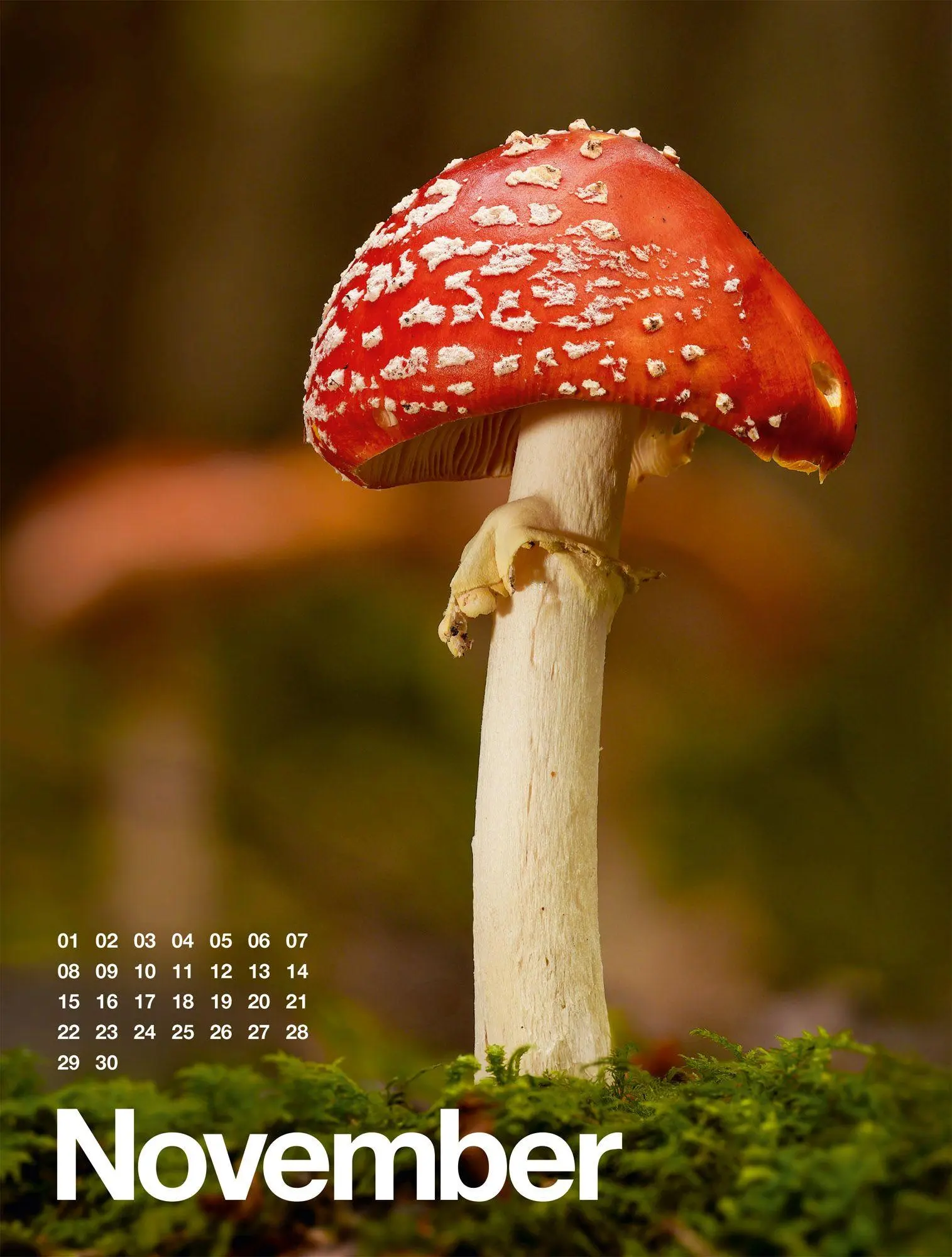 Bild: 9783838427812 | Frühling, Sommer, Herbst &amp; Winter Kalender 2027 | GmbH | Kalender