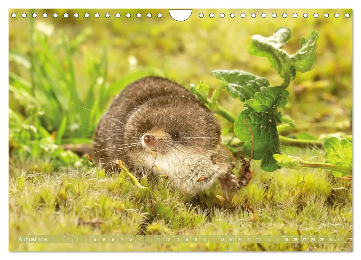 Bild: 9783457197912 | Zauberhafte Mäuse: Von wegen nur Grau (Wandkalender 2025 DIN A4...