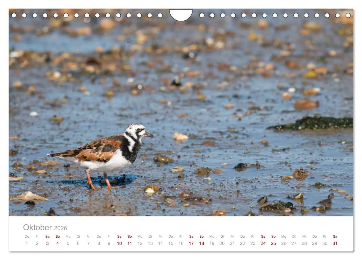 Bild: 9783457647912 | Limikolen - Watvögel an Nord- und Ostseeküste (Wandkalender 2026...