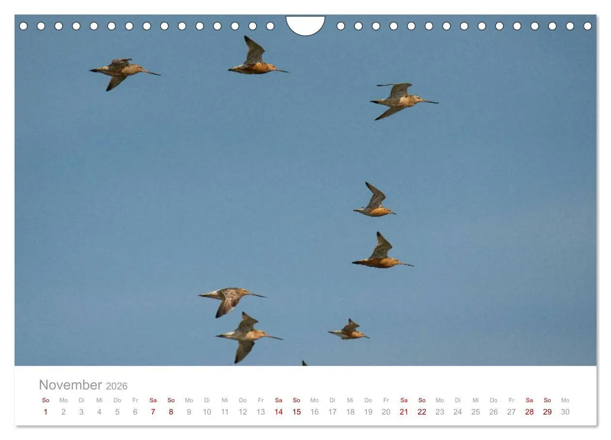 Bild: 9783457647912 | Limikolen - Watvögel an Nord- und Ostseeküste (Wandkalender 2026...