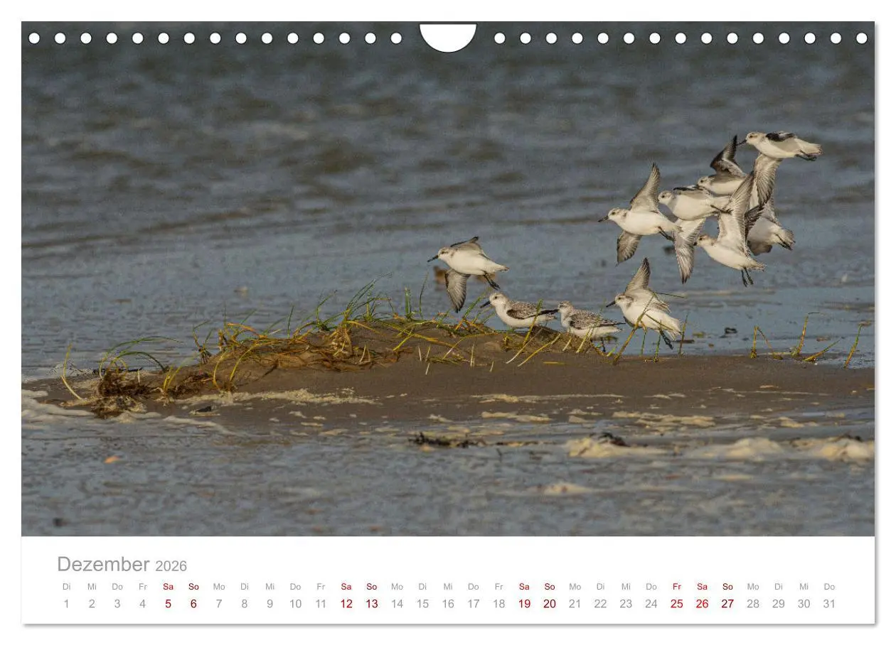 Bild: 9783457647912 | Limikolen - Watvögel an Nord- und Ostseeküste (Wandkalender 2026...