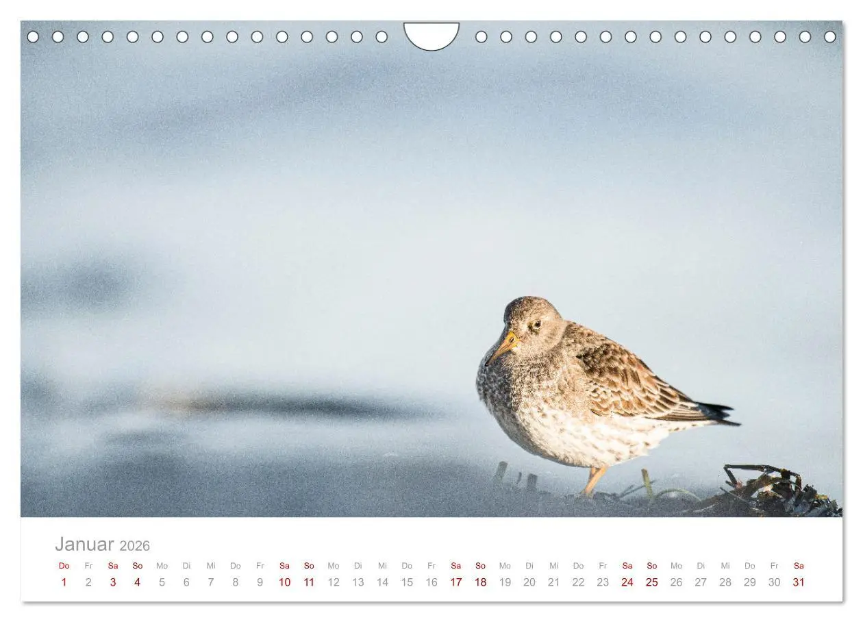 Bild: 9783457647912 | Limikolen - Watvögel an Nord- und Ostseeküste (Wandkalender 2026...