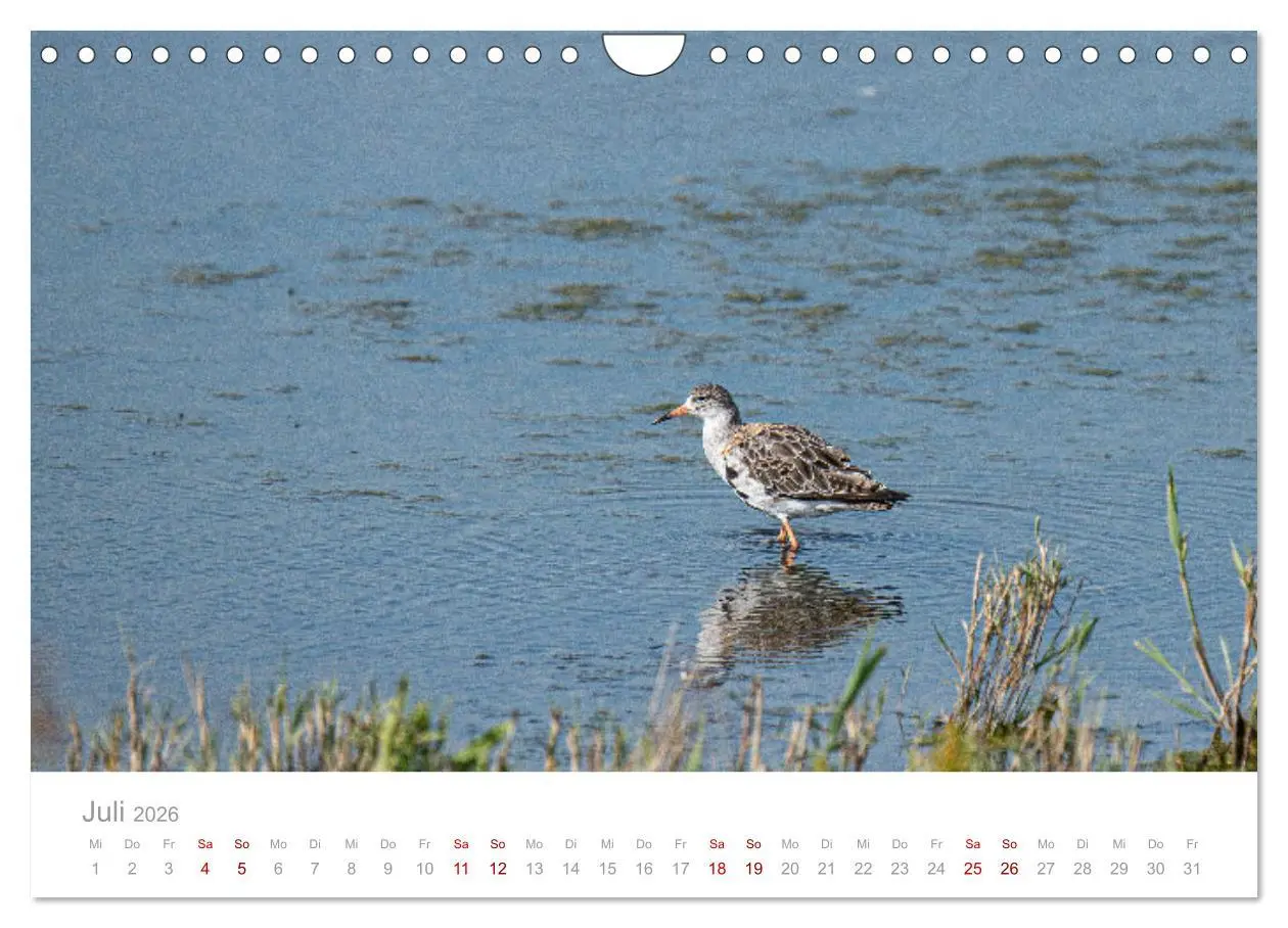 Bild: 9783457647912 | Limikolen - Watvögel an Nord- und Ostseeküste (Wandkalender 2026...