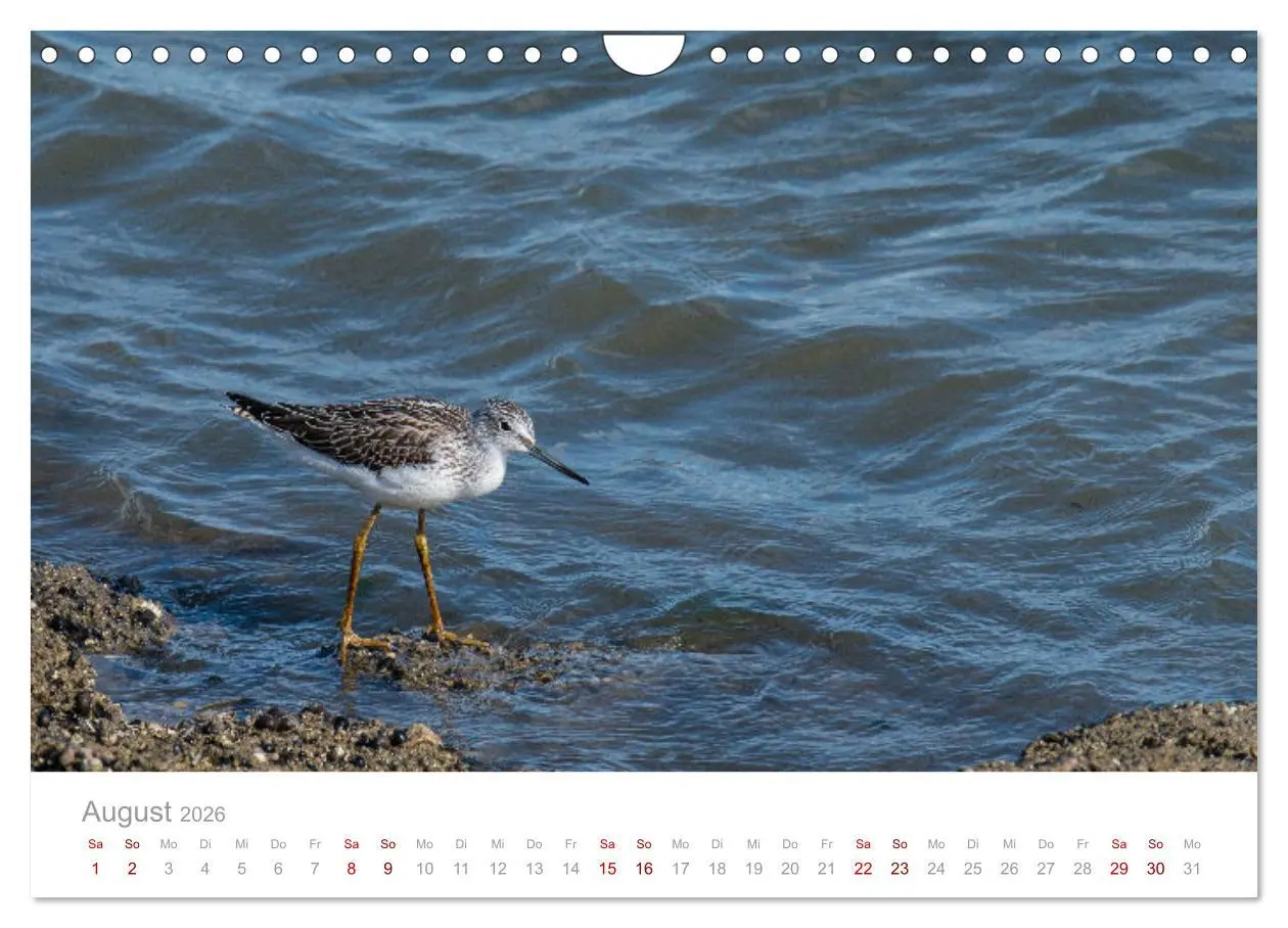 Bild: 9783457647912 | Limikolen - Watvögel an Nord- und Ostseeküste (Wandkalender 2026...