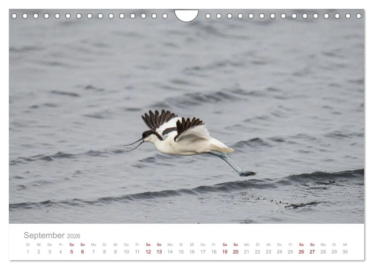 Bild: 9783457647912 | Limikolen - Watvögel an Nord- und Ostseeküste (Wandkalender 2026...