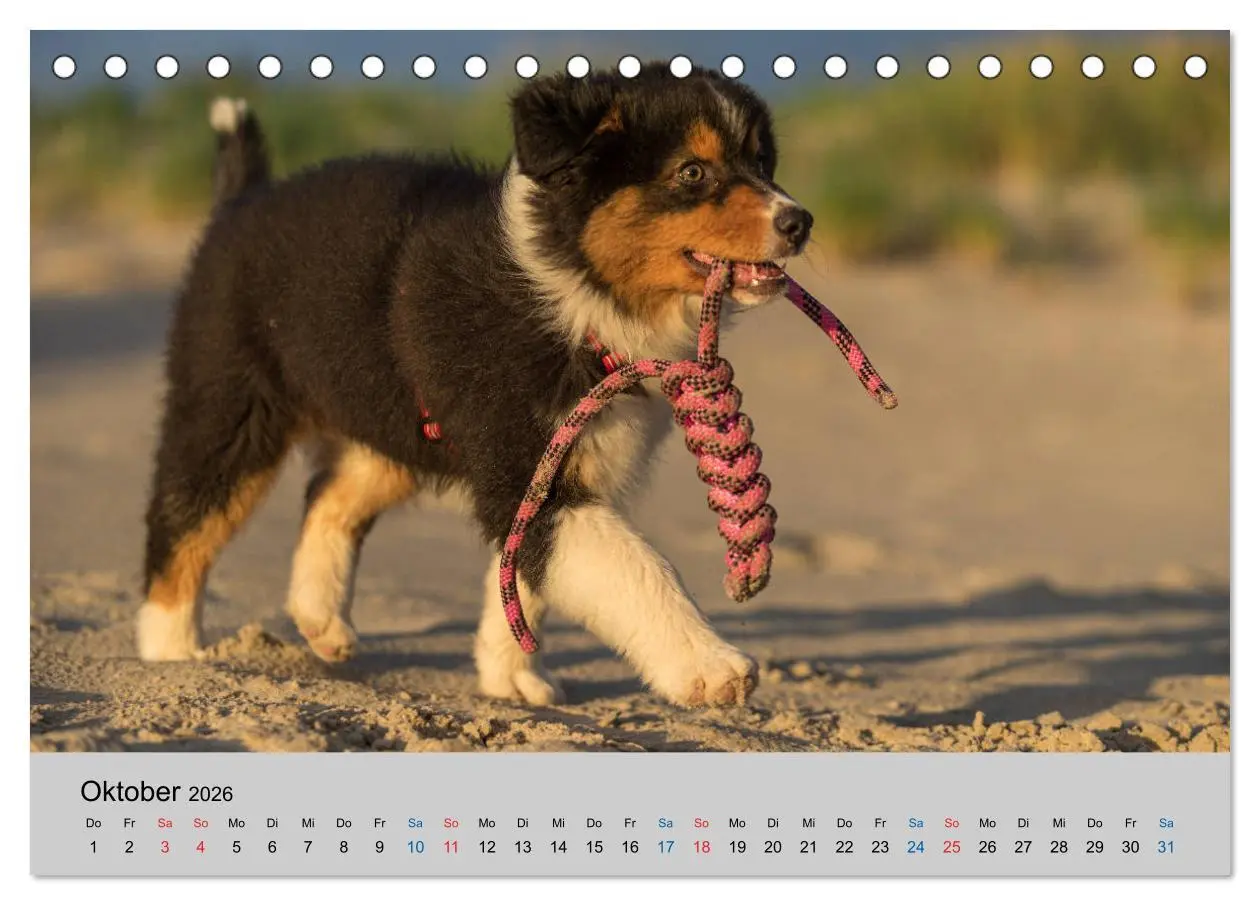 Bild: 9783457717912 | Australian Shepherd Welpen 2026 (Tischkalender 2026 DIN A5 quer),...