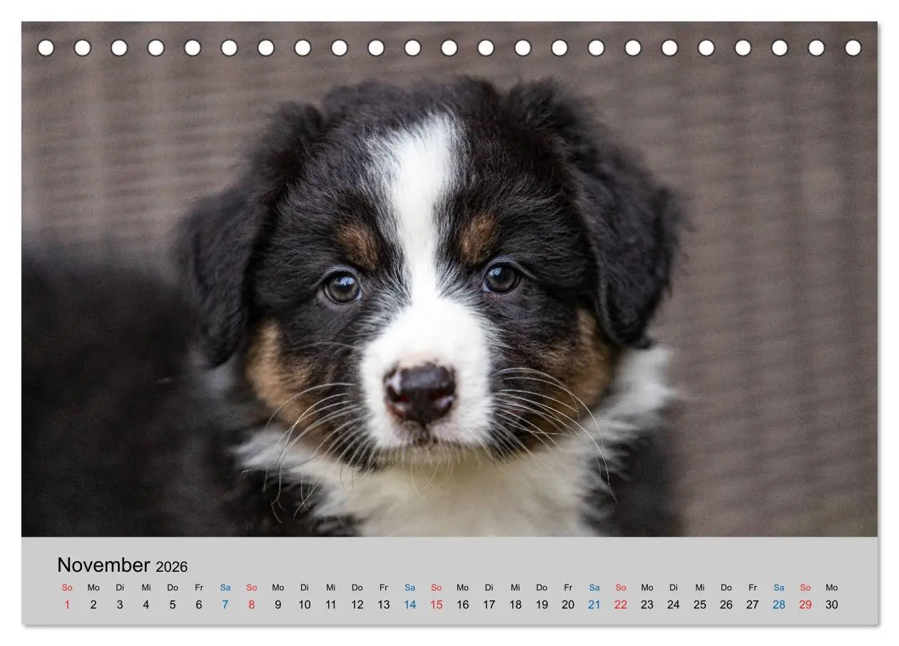 Bild: 9783457717912 | Australian Shepherd Welpen 2026 (Tischkalender 2026 DIN A5 quer),...