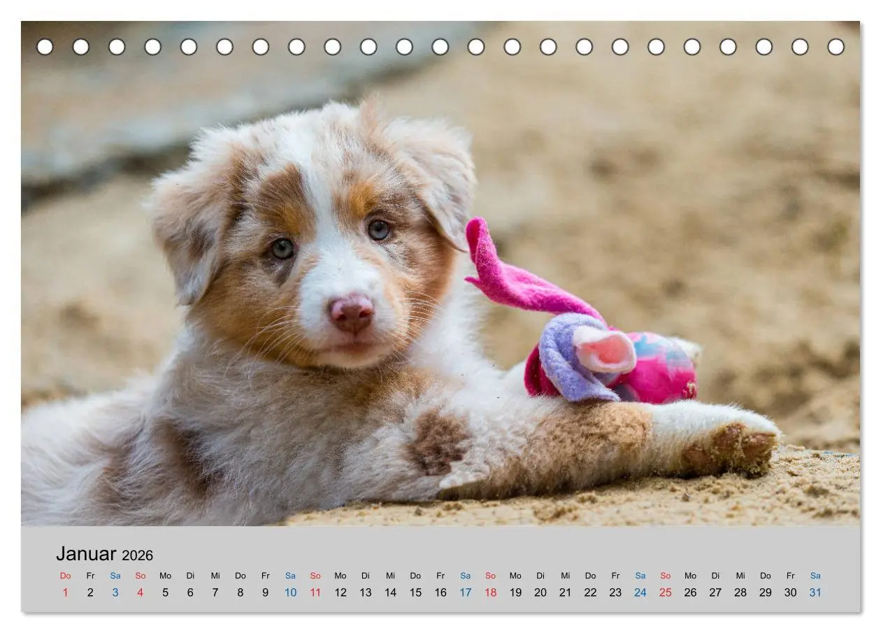 Bild: 9783457717912 | Australian Shepherd Welpen 2026 (Tischkalender 2026 DIN A5 quer),...