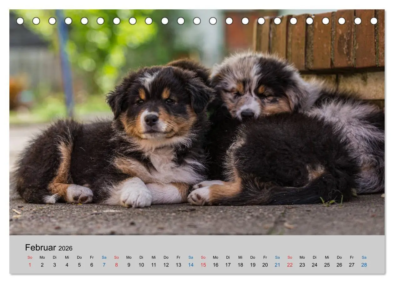 Bild: 9783457717912 | Australian Shepherd Welpen 2026 (Tischkalender 2026 DIN A5 quer),...