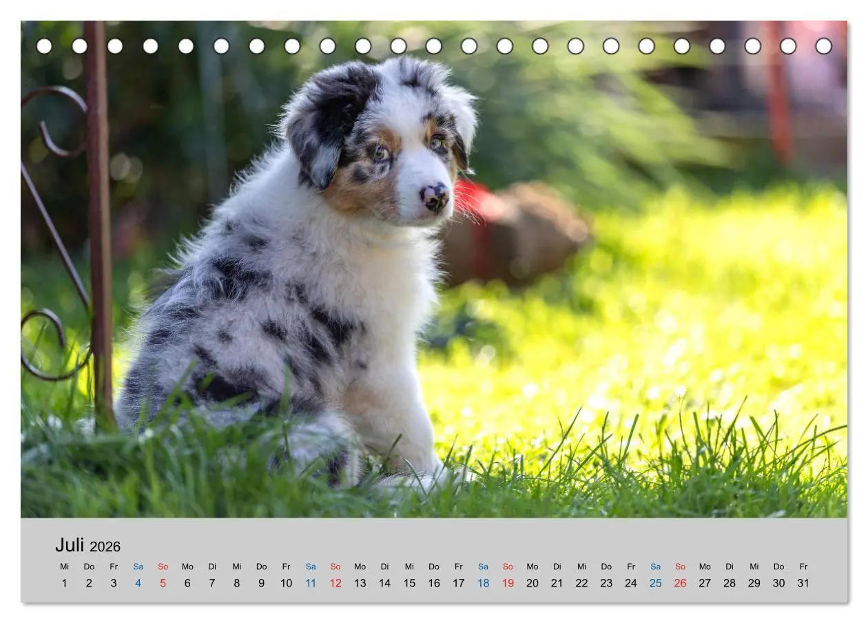 Bild: 9783457717912 | Australian Shepherd Welpen 2026 (Tischkalender 2026 DIN A5 quer),...