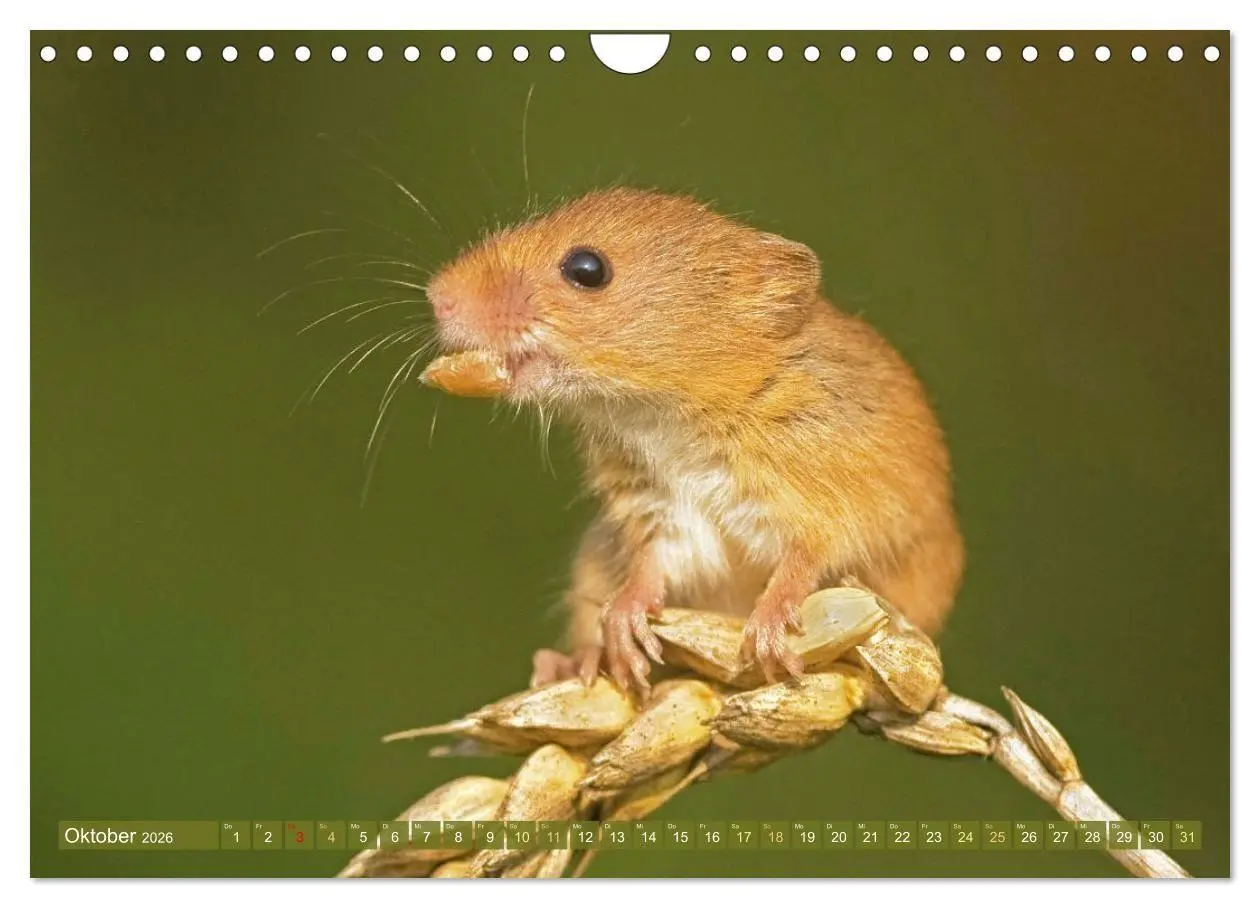 Bild: 9783516667912 | Zauberhafte Mäuse: Von wegen nur Grau (Wandkalender 2026 DIN A4...