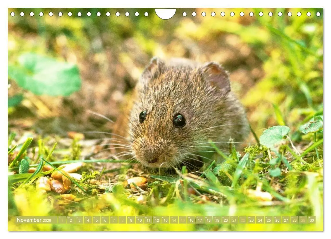 Bild: 9783516667912 | Zauberhafte Mäuse: Von wegen nur Grau (Wandkalender 2026 DIN A4...