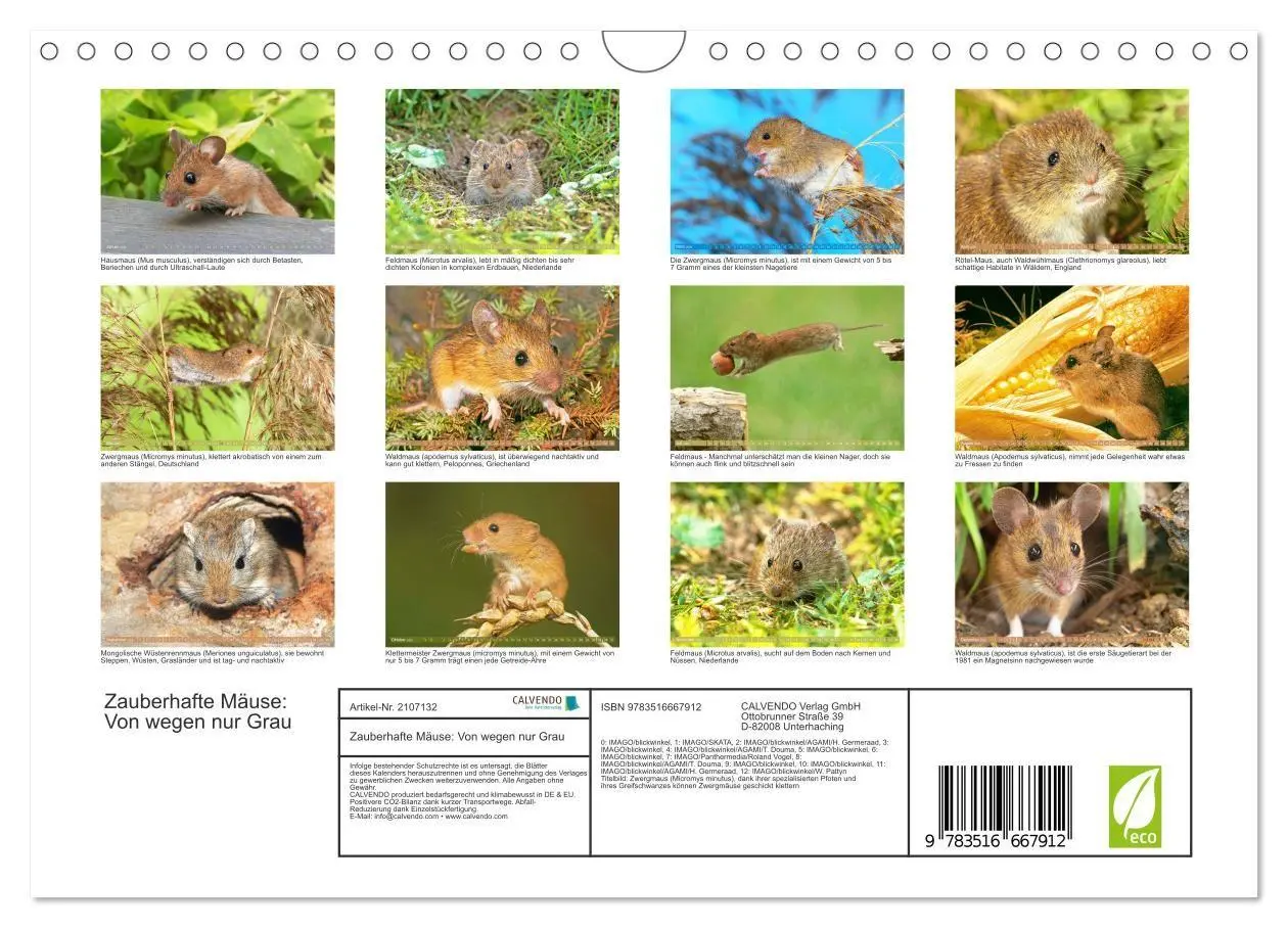 Bild: 9783516667912 | Zauberhafte Mäuse: Von wegen nur Grau (Wandkalender 2026 DIN A4...