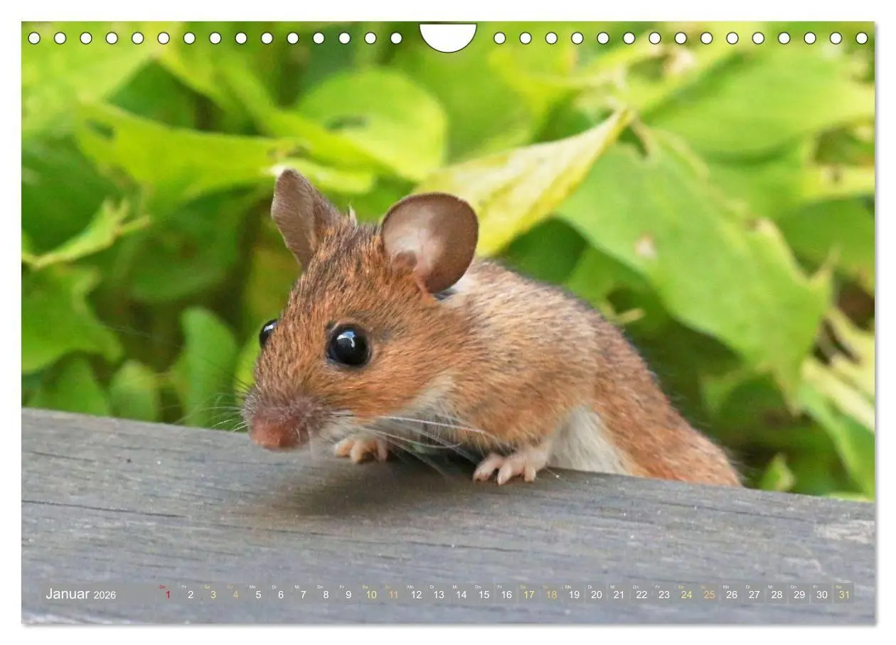 Bild: 9783516667912 | Zauberhafte Mäuse: Von wegen nur Grau (Wandkalender 2026 DIN A4...