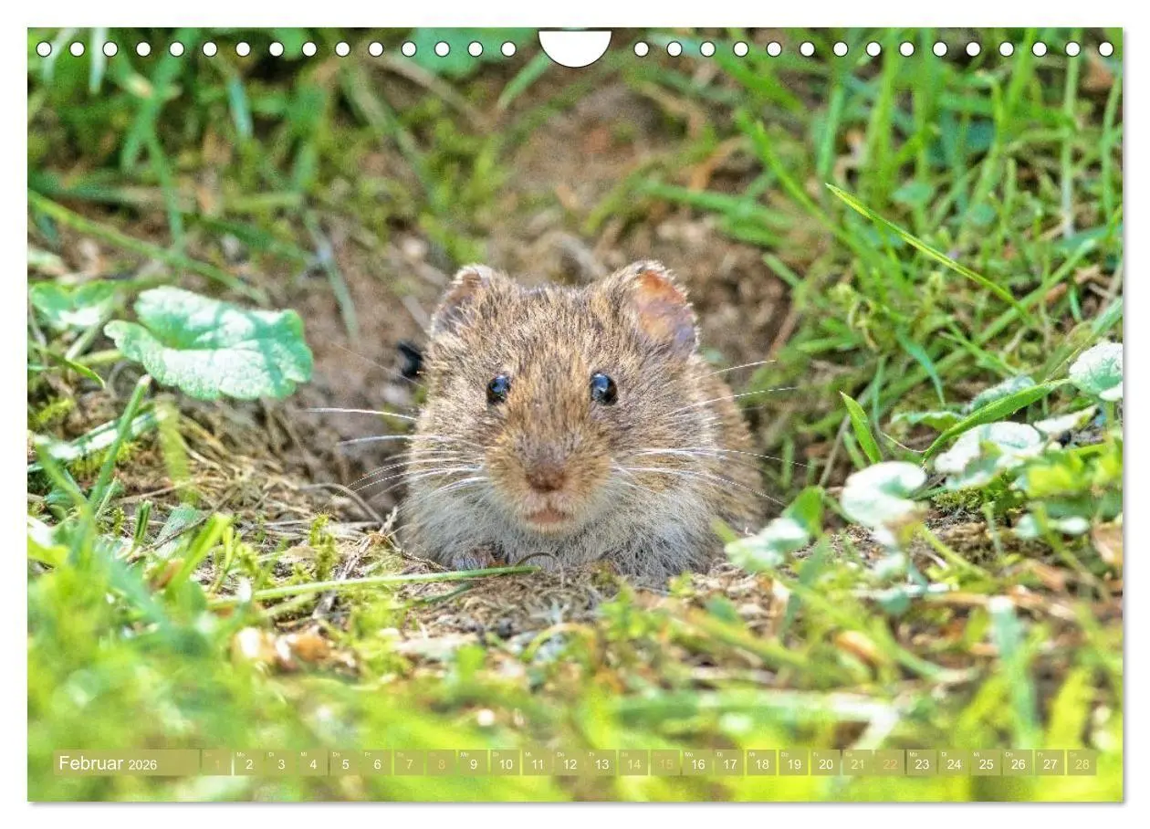 Bild: 9783516667912 | Zauberhafte Mäuse: Von wegen nur Grau (Wandkalender 2026 DIN A4...