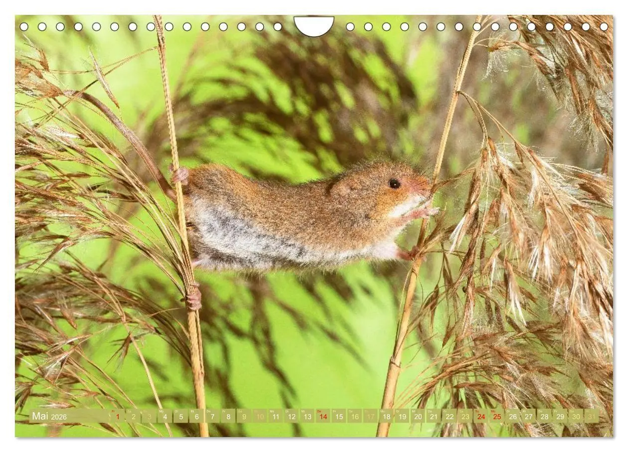 Bild: 9783516667912 | Zauberhafte Mäuse: Von wegen nur Grau (Wandkalender 2026 DIN A4...