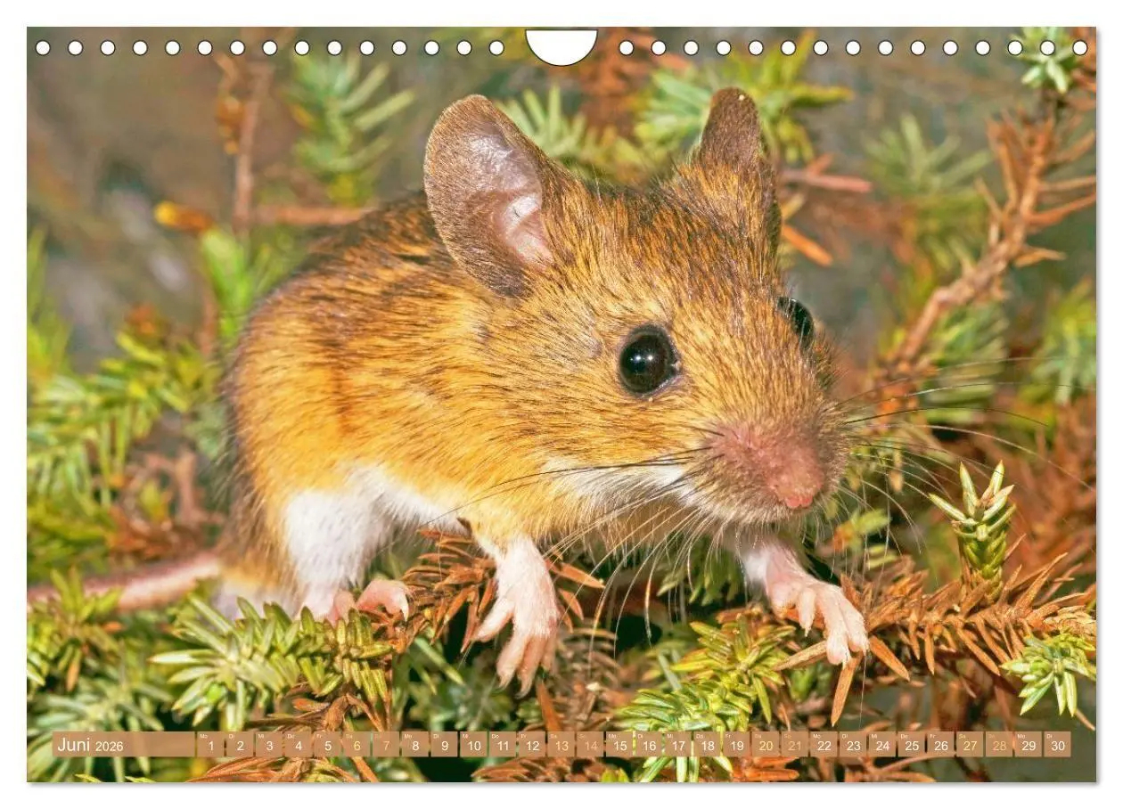 Bild: 9783516667912 | Zauberhafte Mäuse: Von wegen nur Grau (Wandkalender 2026 DIN A4...