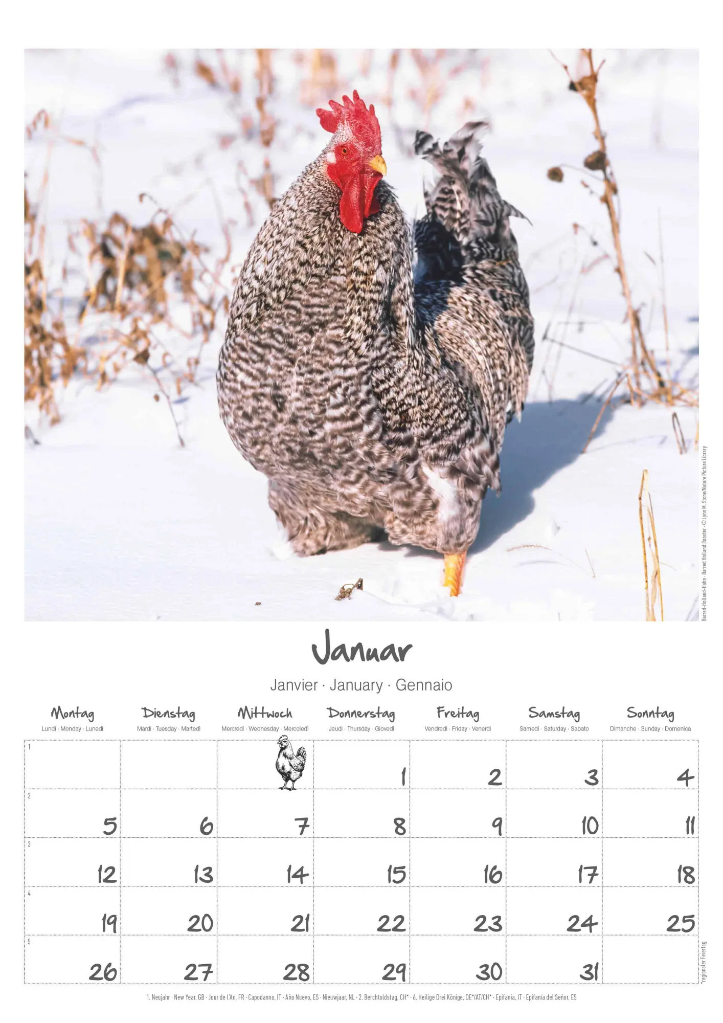 Bild: 4069095008212 | Hühner Kalender im Format 29,7 x 42 | Alpha Edition | Kalender | 14 S.