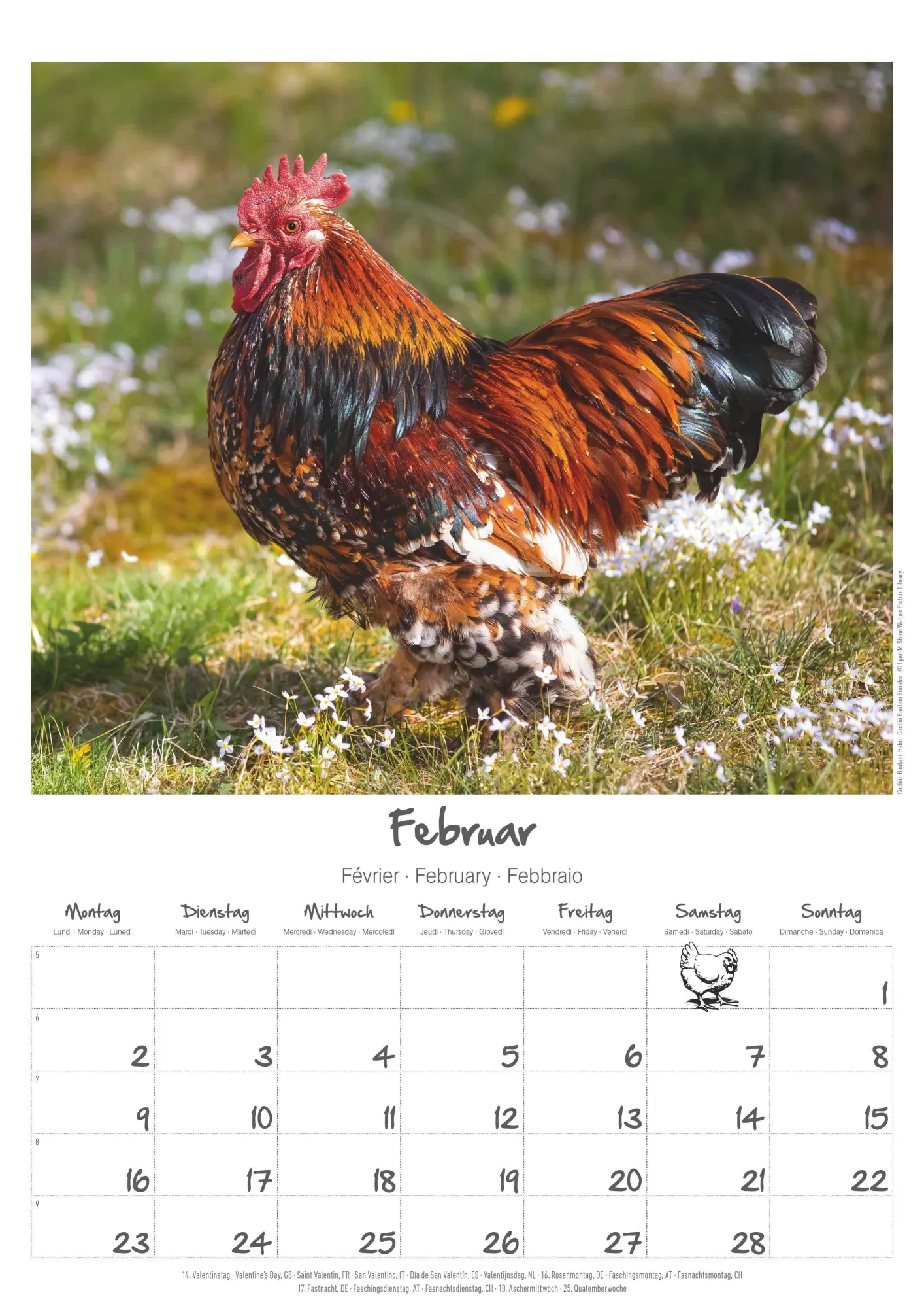 Bild: 4069095008212 | Hühner Kalender im Format 29,7 x 42 | Alpha Edition | Kalender | 14 S.