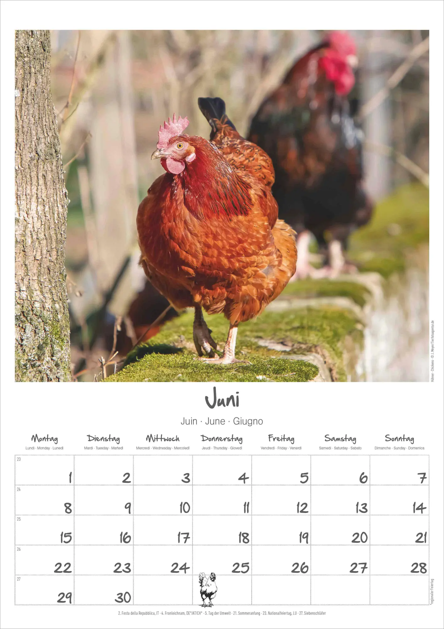 Bild: 4069095008212 | Hühner Kalender im Format 29,7 x 42 | Alpha Edition | Kalender | 14 S.