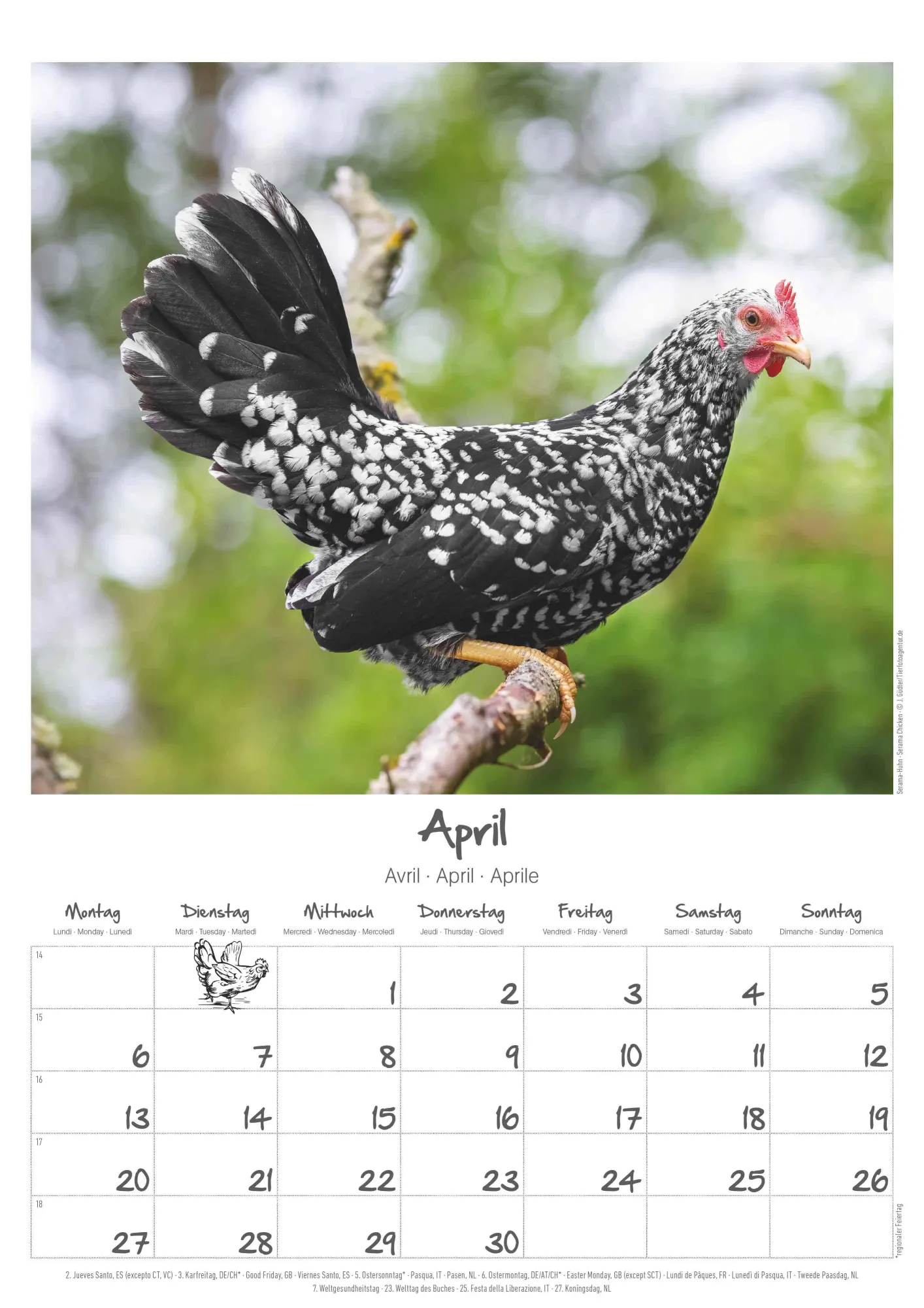 Bild: 4069095008212 | Hühner Kalender im Format 29,7 x 42 | Alpha Edition | Kalender | 14 S.
