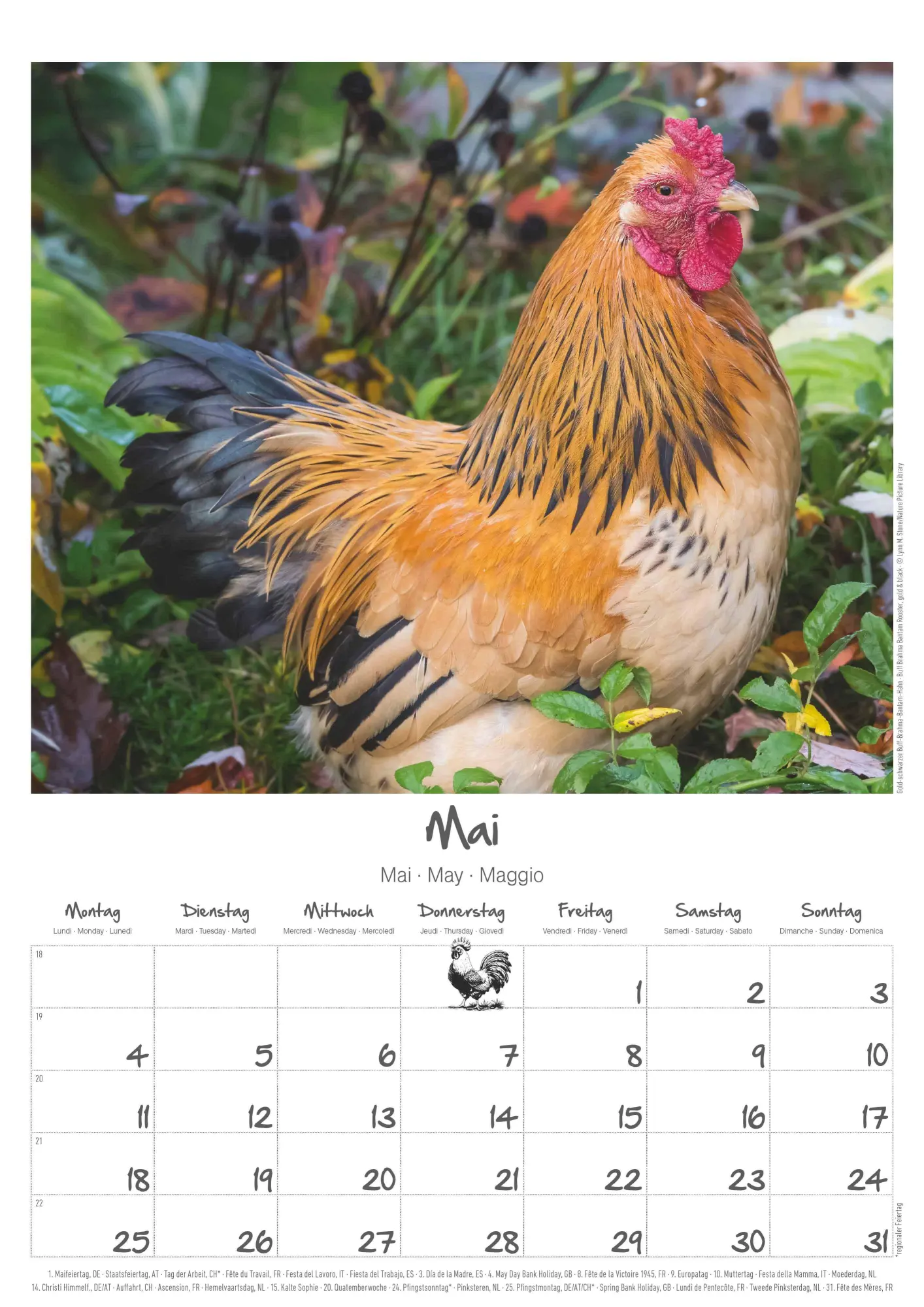 Bild: 4069095008212 | Hühner Kalender im Format 29,7 x 42 | Alpha Edition | Kalender | 14 S.