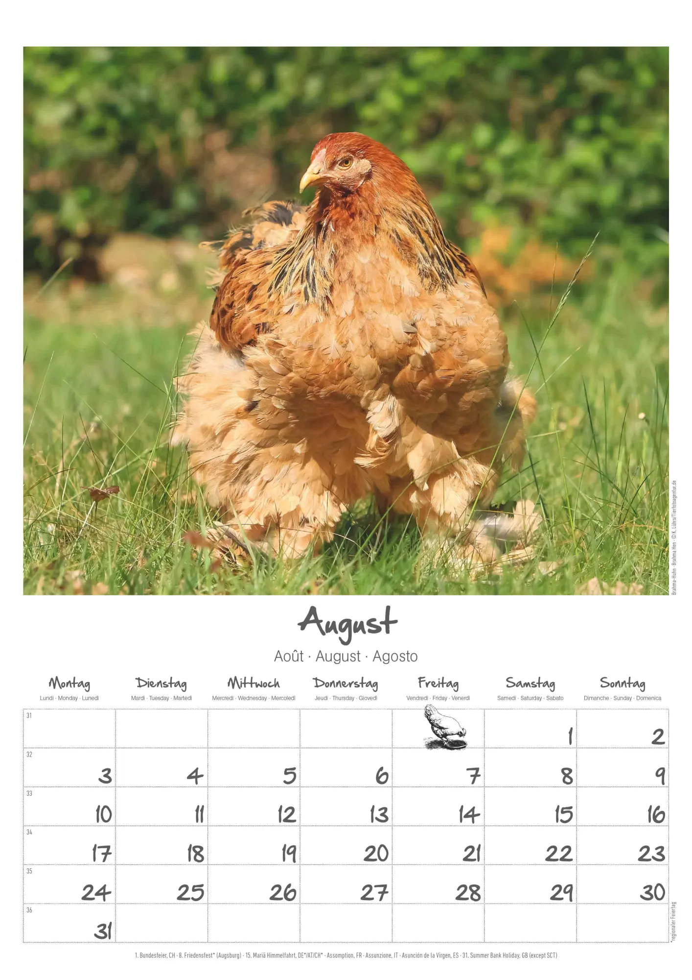Bild: 4069095008212 | Hühner Kalender im Format 29,7 x 42 | Alpha Edition | Kalender | 14 S.