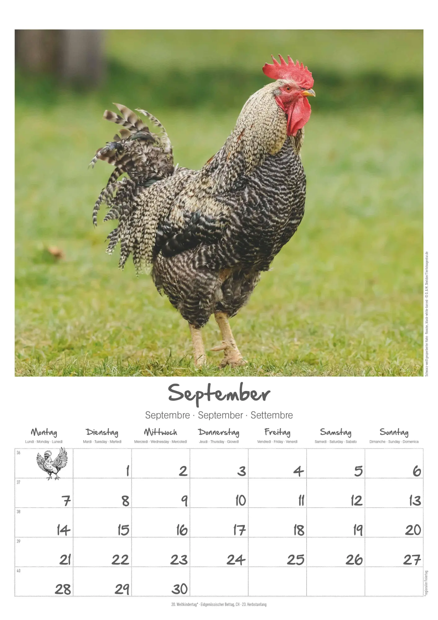 Bild: 4069095008212 | Hühner Kalender im Format 29,7 x 42 | Alpha Edition | Kalender | 14 S.