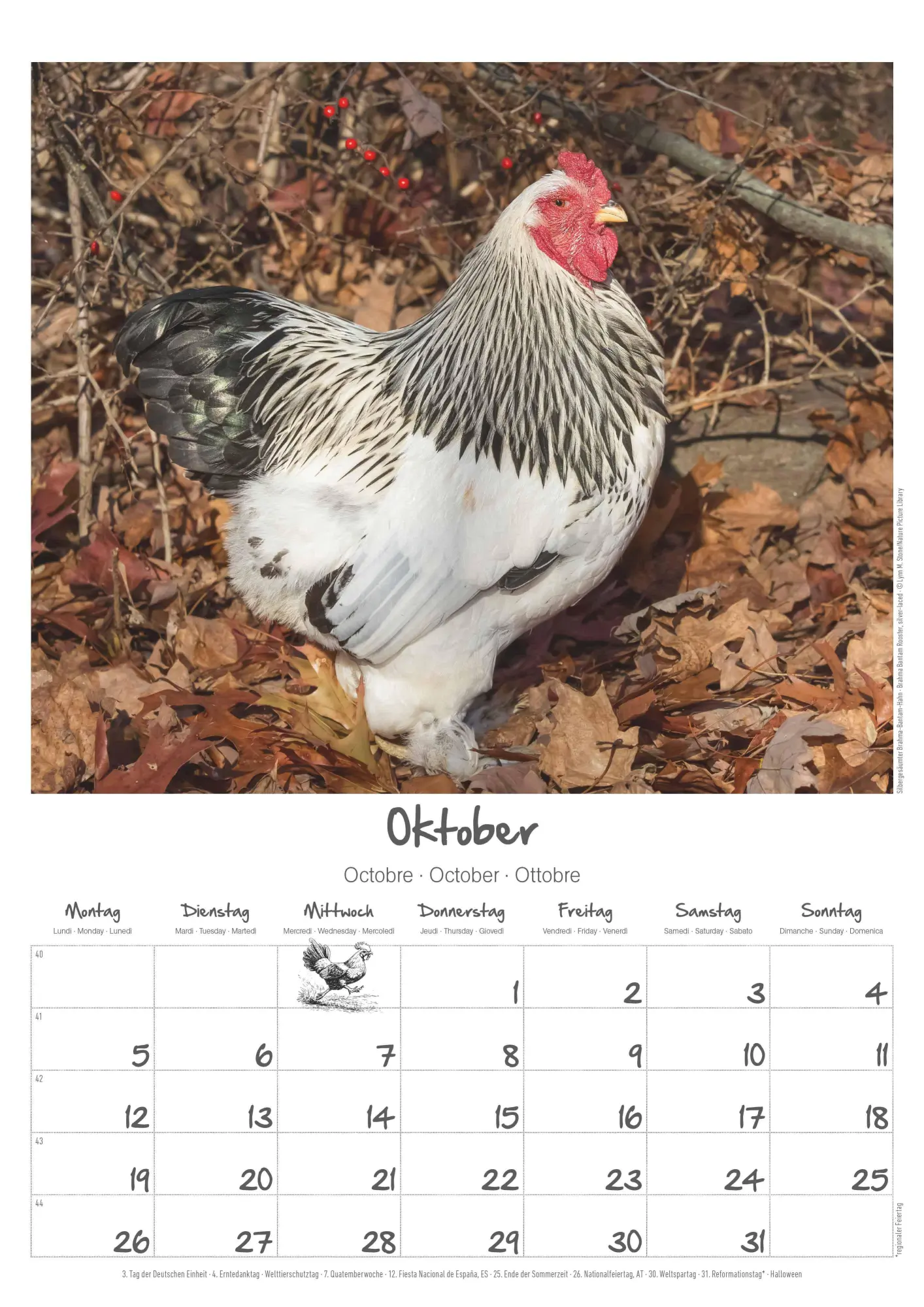 Bild: 4069095008212 | Hühner Kalender im Format 29,7 x 42 | Alpha Edition | Kalender | 14 S.