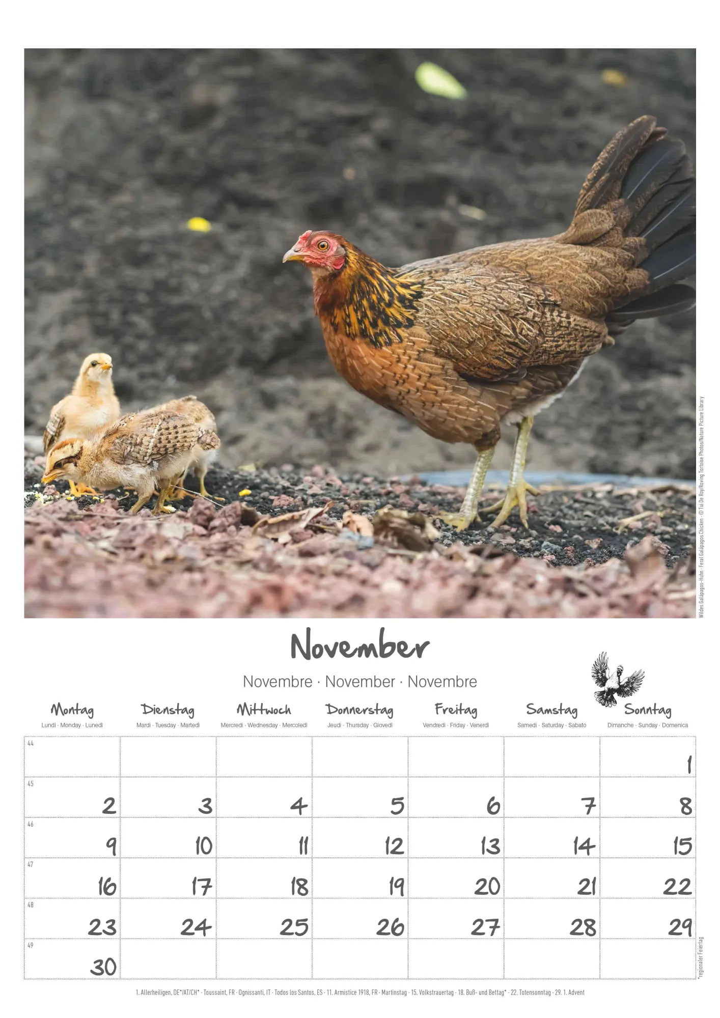 Bild: 4069095008212 | Hühner Kalender im Format 29,7 x 42 | Alpha Edition | Kalender | 14 S.