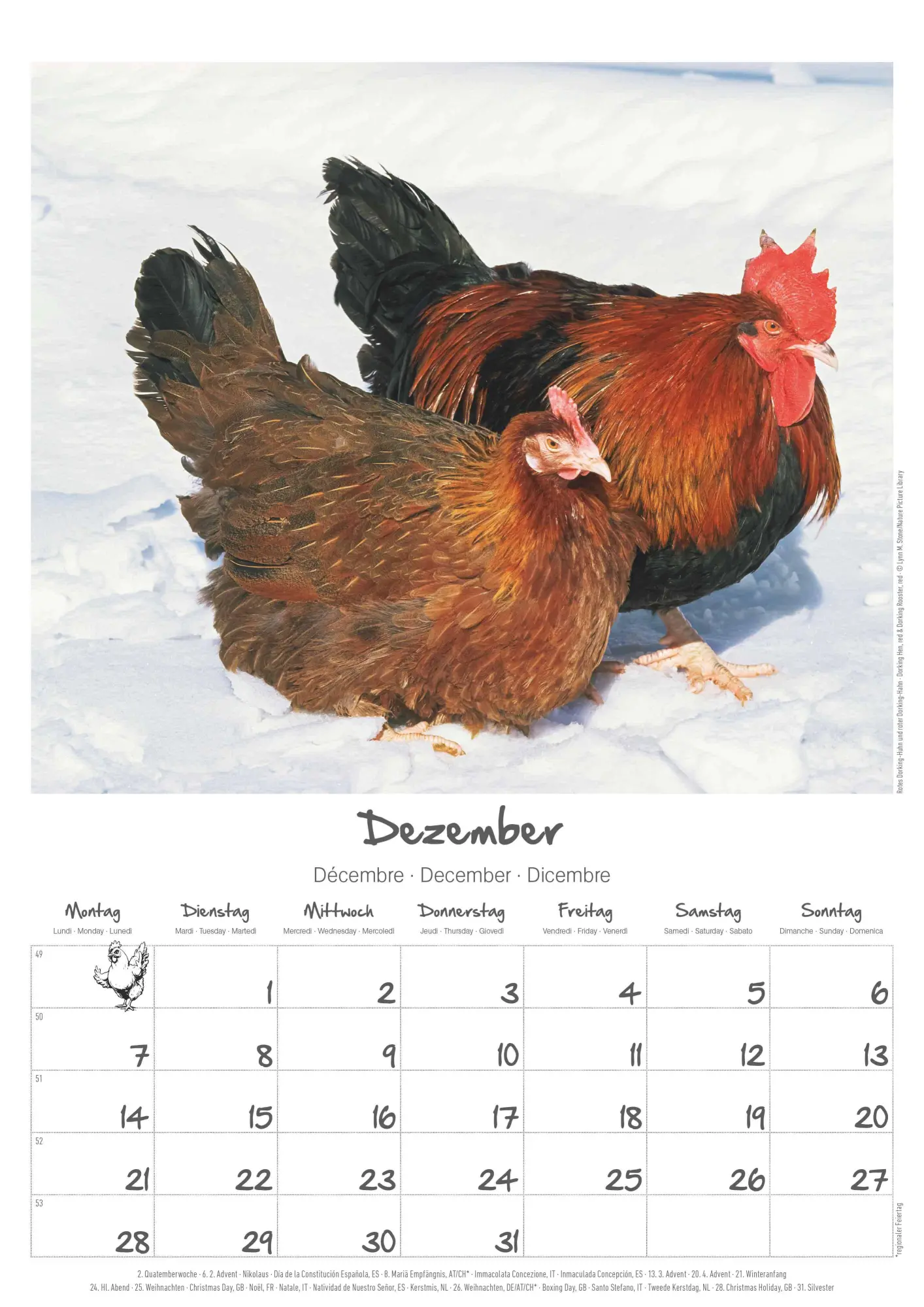 Bild: 4069095008212 | Hühner Kalender im Format 29,7 x 42 | Alpha Edition | Kalender | 14 S.
