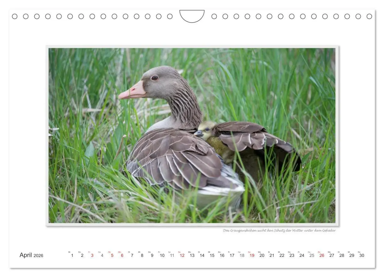 Bild: 9783516228212 | Neusiedler See / CH-Version (Wandkalender 2026 DIN A4 quer),...