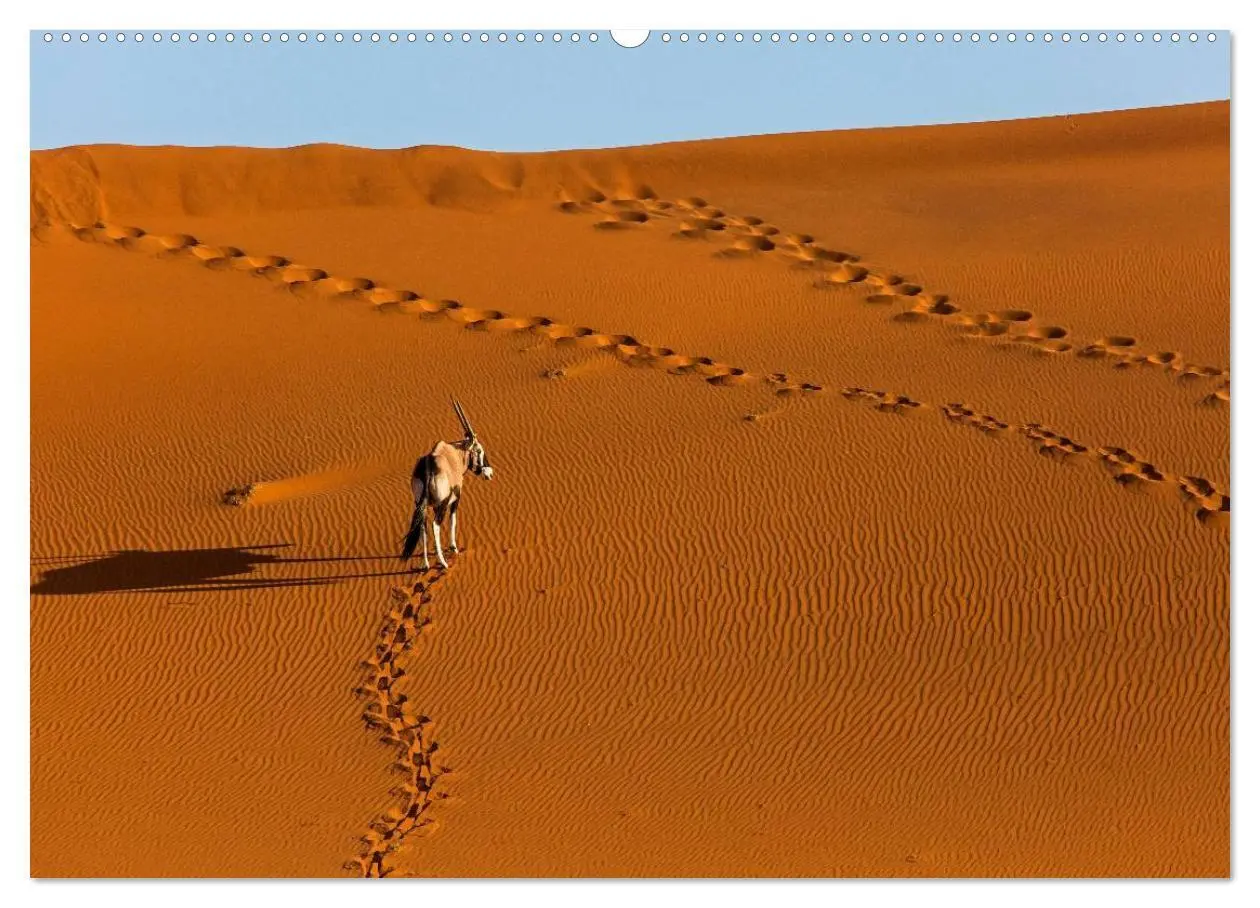 Bild: 9783435588312 | Blickpunkte in Namibia (Wandkalender 2025 DIN A2 quer), CALVENDO...