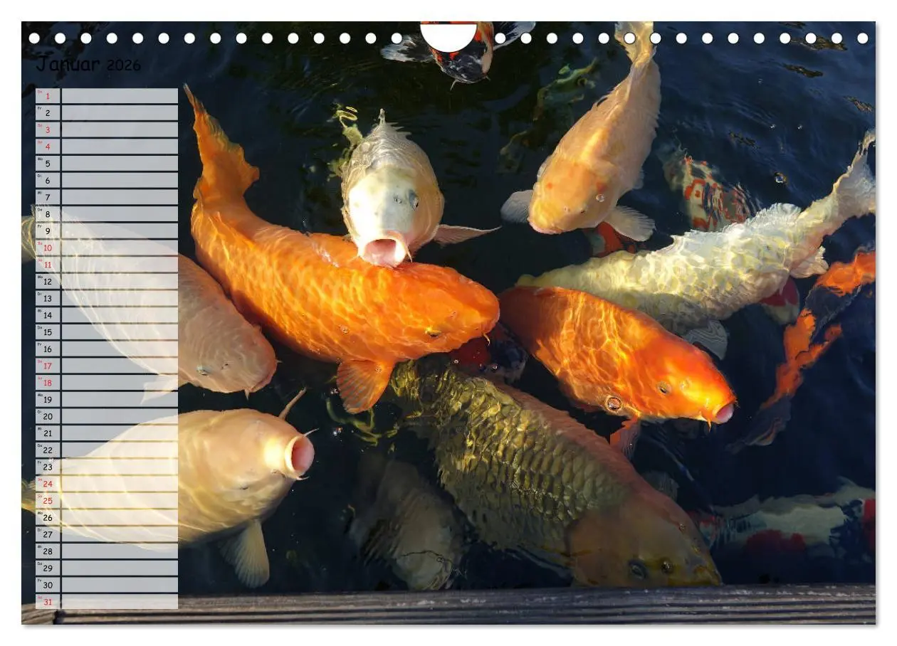 Bild: 9783457748312 | Koikichi Kalender 2026 (Wandkalender 2026 DIN A4 quer), CALVENDO...