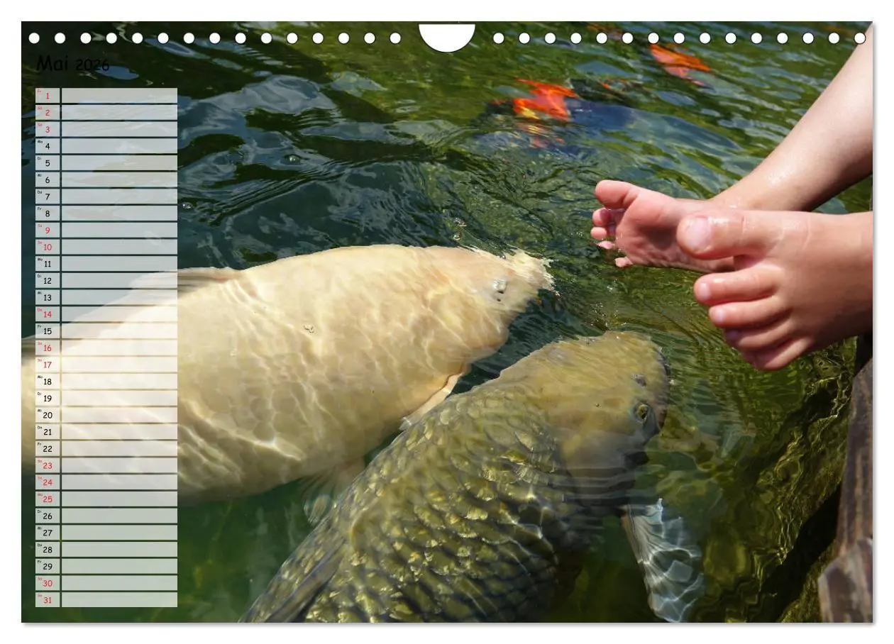 Bild: 9783457748312 | Koikichi Kalender 2026 (Wandkalender 2026 DIN A4 quer), CALVENDO...
