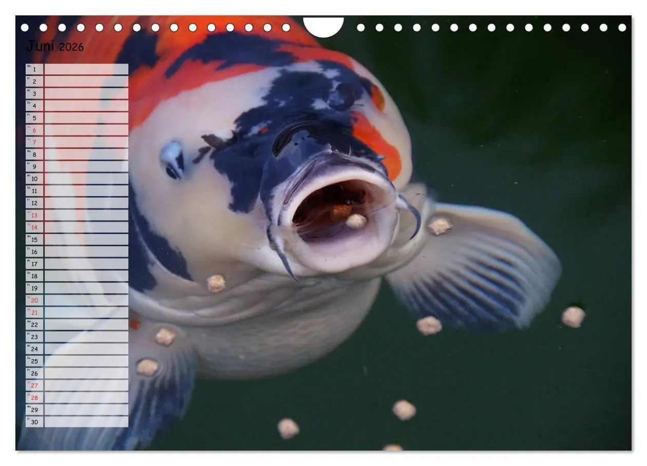 Bild: 9783457748312 | Koikichi Kalender 2026 (Wandkalender 2026 DIN A4 quer), CALVENDO...