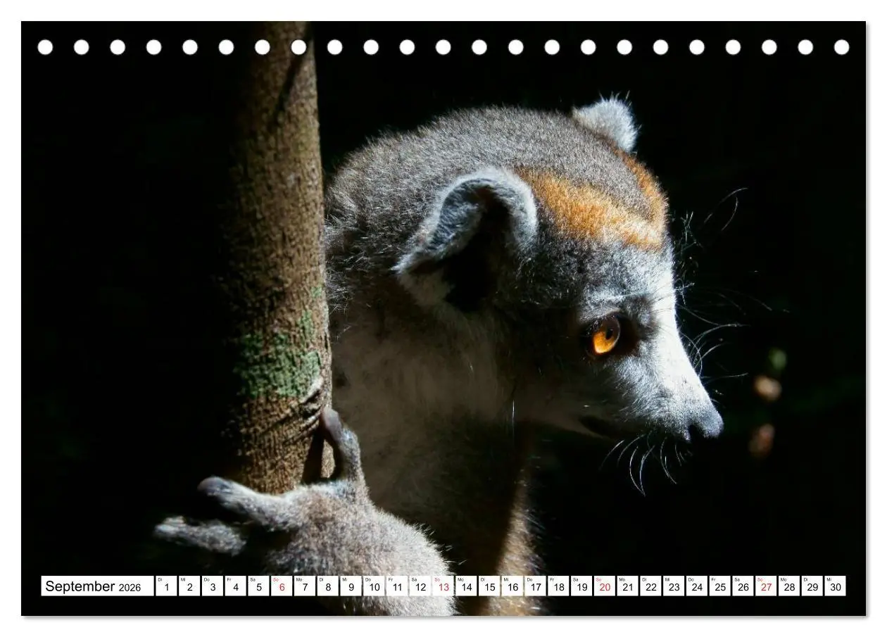Bild: 9783516148312 | Madagaskar (Tischkalender 2026 DIN A5 quer), CALVENDO Monatskalender