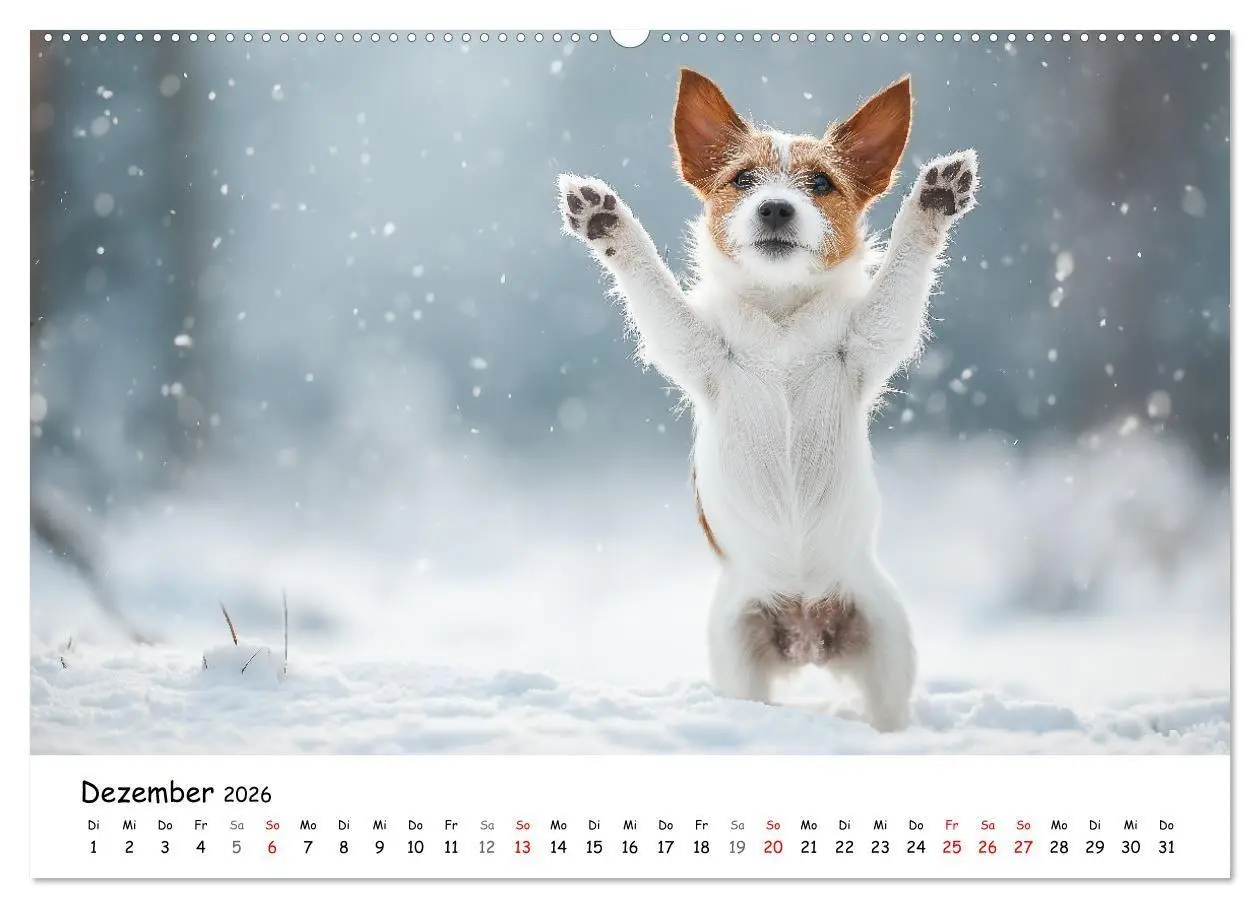 Bild: 9783516698312 | JACK RUSSEL - Kleine Hunde mit großem Charakter (Wandkalender 2026...