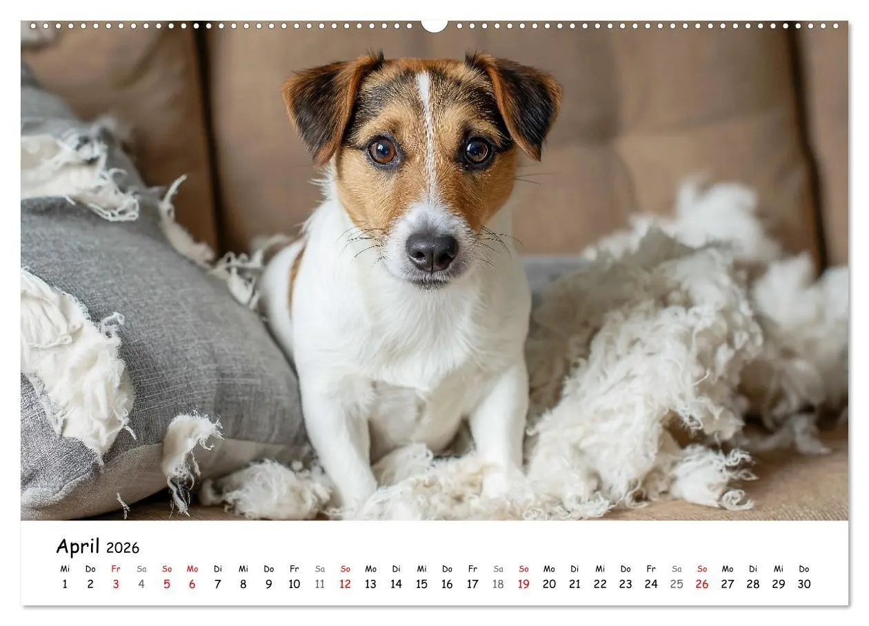 Bild: 9783516698312 | JACK RUSSEL - Kleine Hunde mit großem Charakter (Wandkalender 2026...