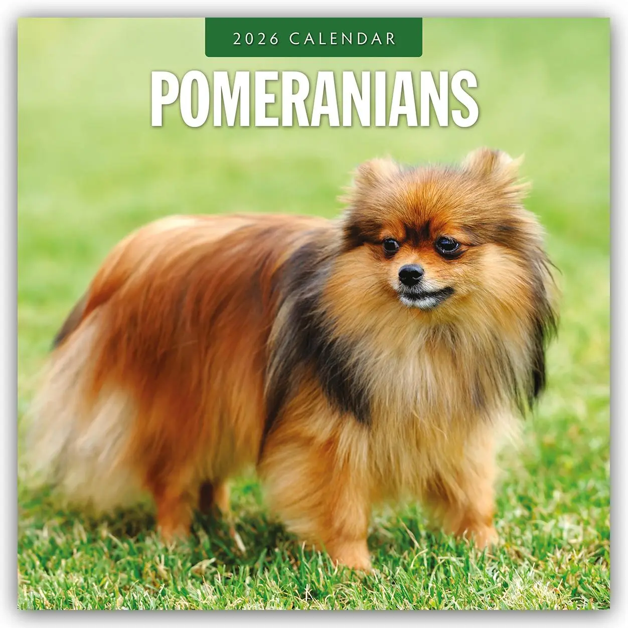Cover: 9781804428412 | Pomeranians 2026 Square Wall Calendar | Red Robin | Taschenbuch | 2026
