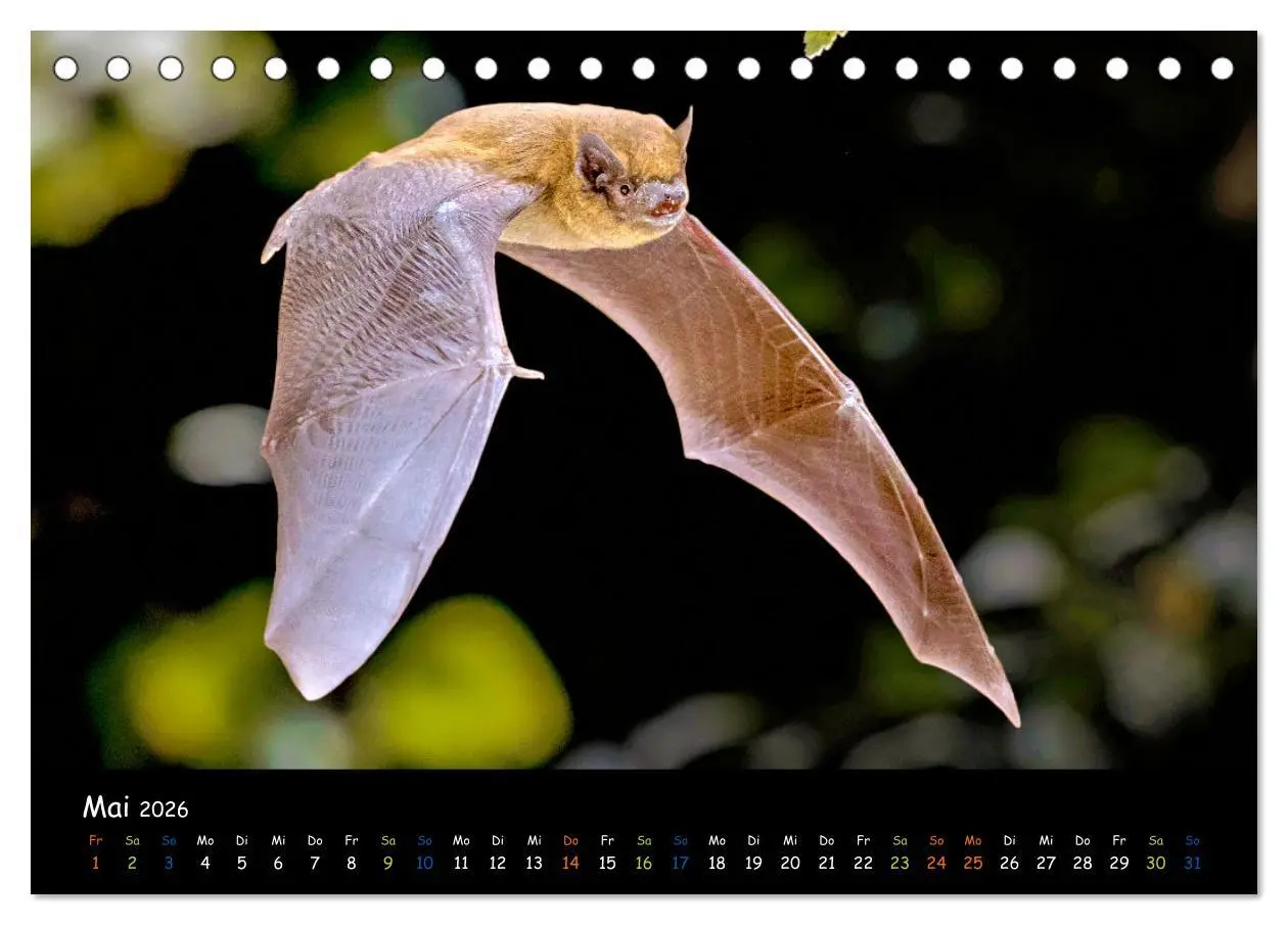 Bild: 9783457358412 | Fledermäuse - kleine Vampire (Tischkalender 2026 DIN A5 quer),...