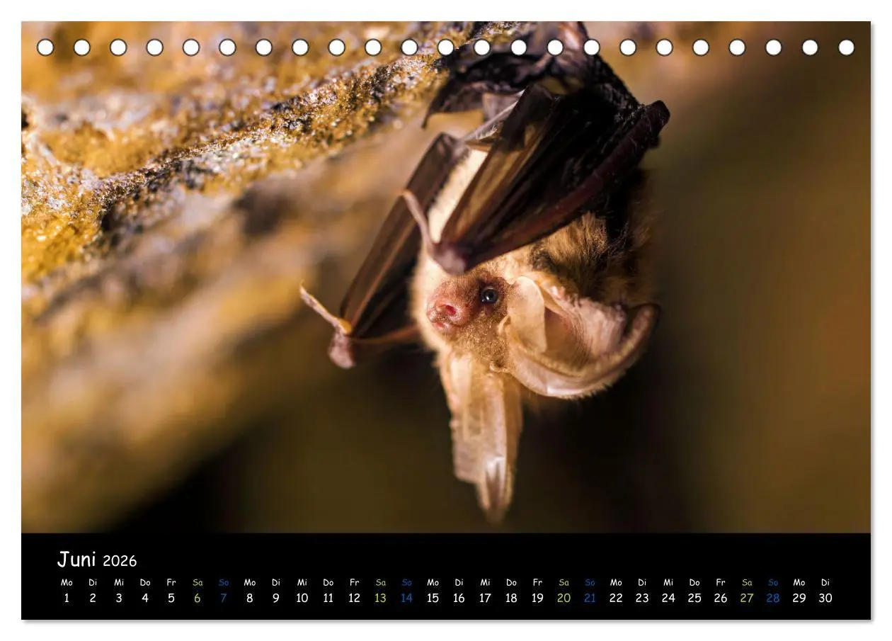 Bild: 9783457358412 | Fledermäuse - kleine Vampire (Tischkalender 2026 DIN A5 quer),...