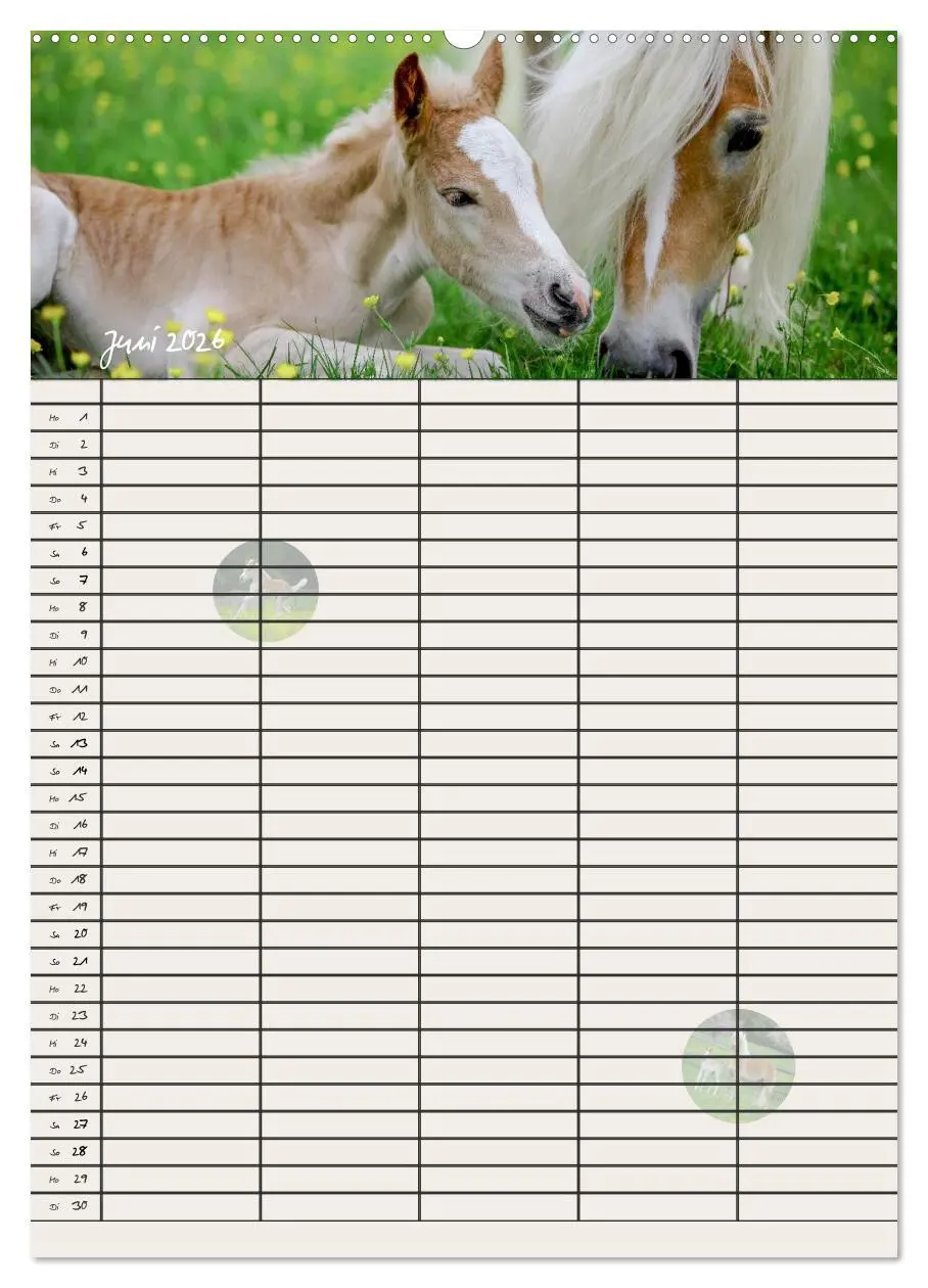Bild: 9783516428612 | Haflinger Pferde - Stall- und Familienplaner 2026 (hochwertiger...