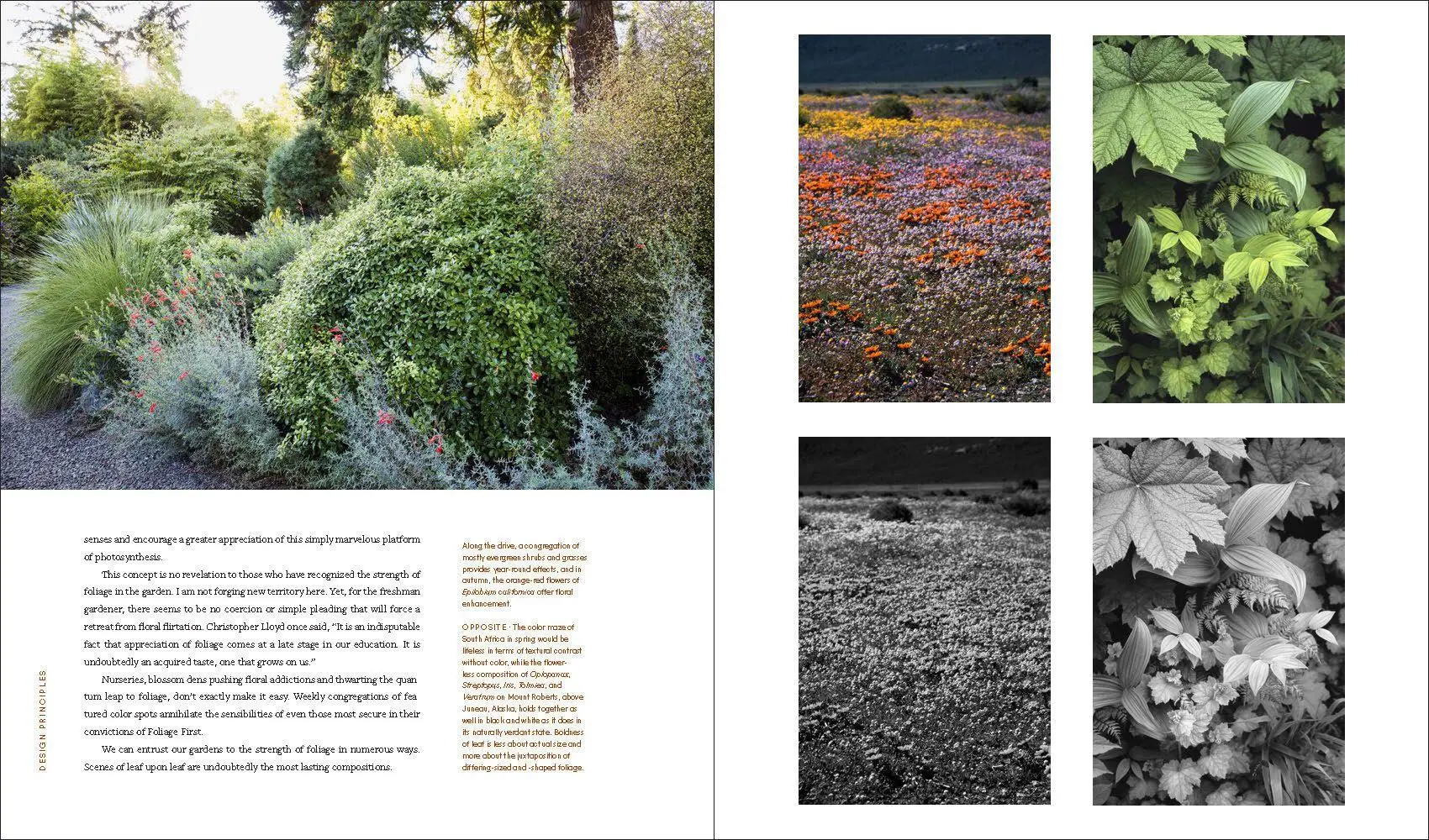 Bild: 9781604699012 | Windcliff | A Story of People, Plants, and Gardens | Daniel J Hinkley