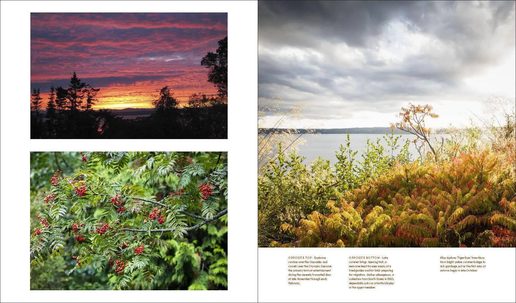 Bild: 9781604699012 | Windcliff | A Story of People, Plants, and Gardens | Daniel J Hinkley